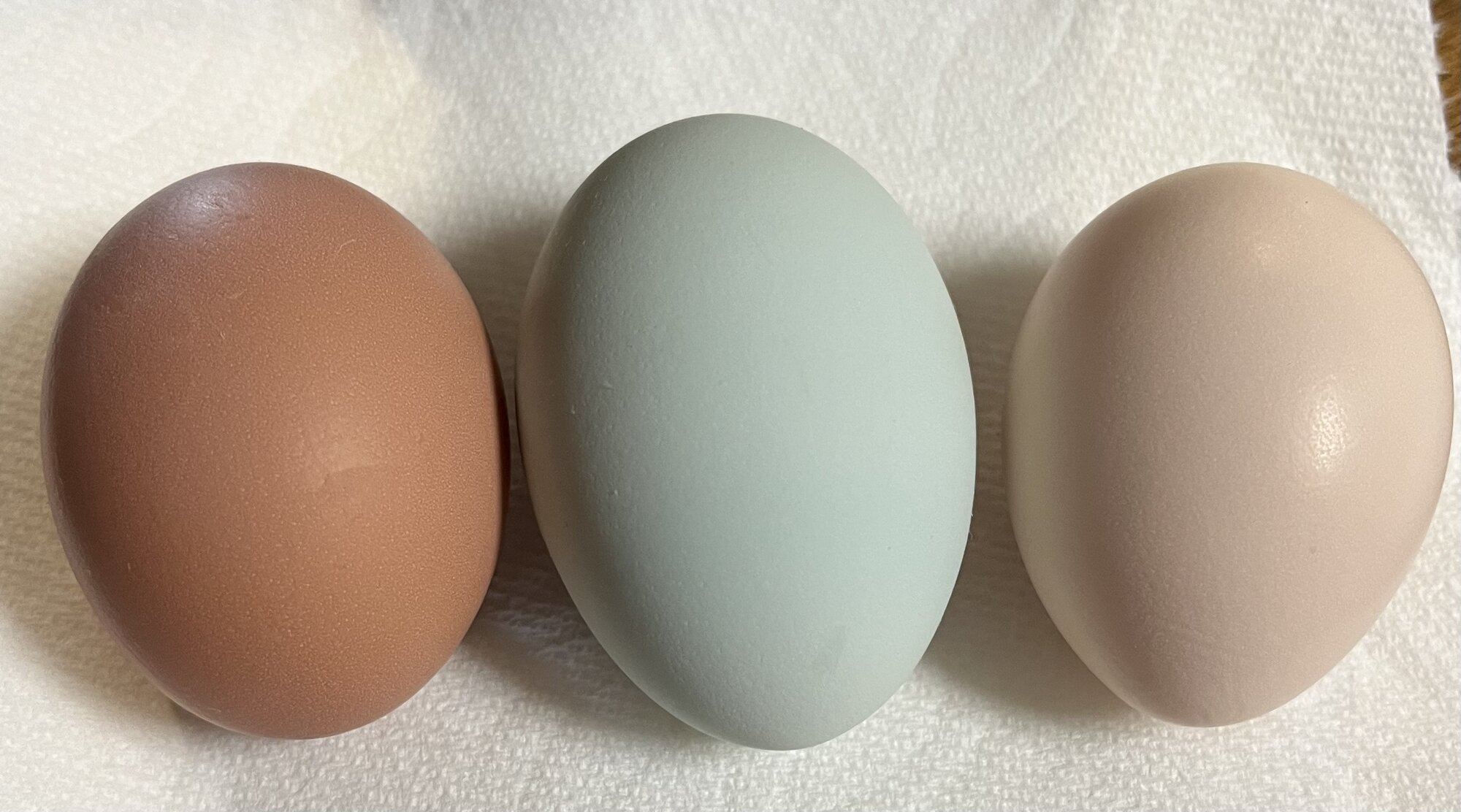 Natural Egg Photo Contest—16th Annual 35.jpg