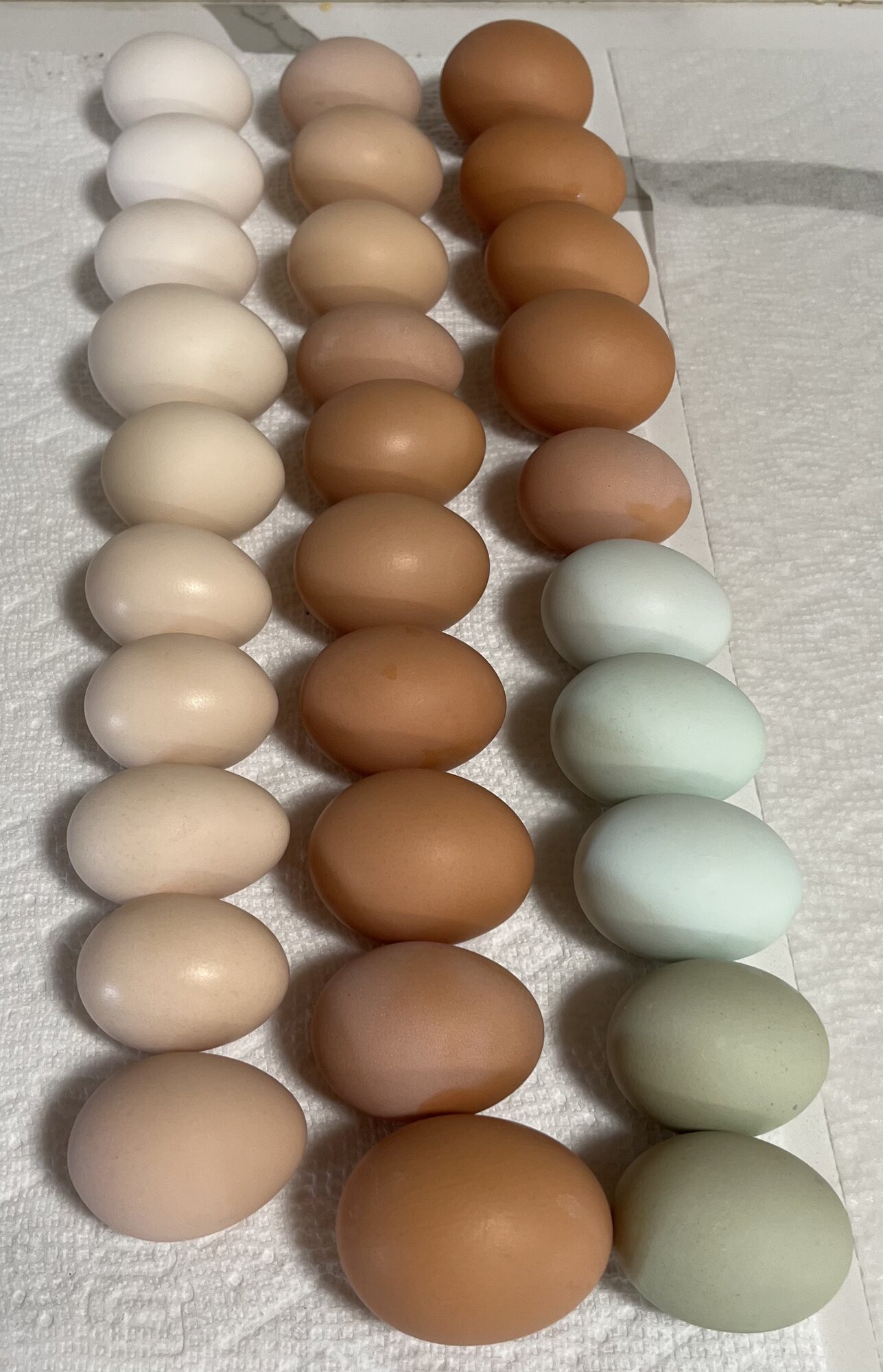 Natural Egg Photo Contest—16th Annual 36.jpg