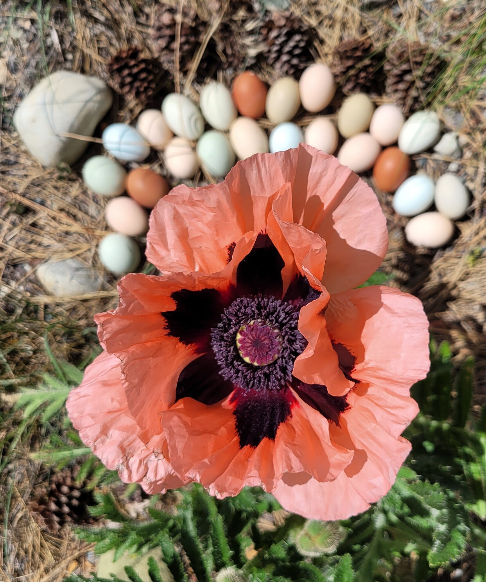 Natural Egg Photo Contest—16th Annual 4.jpg