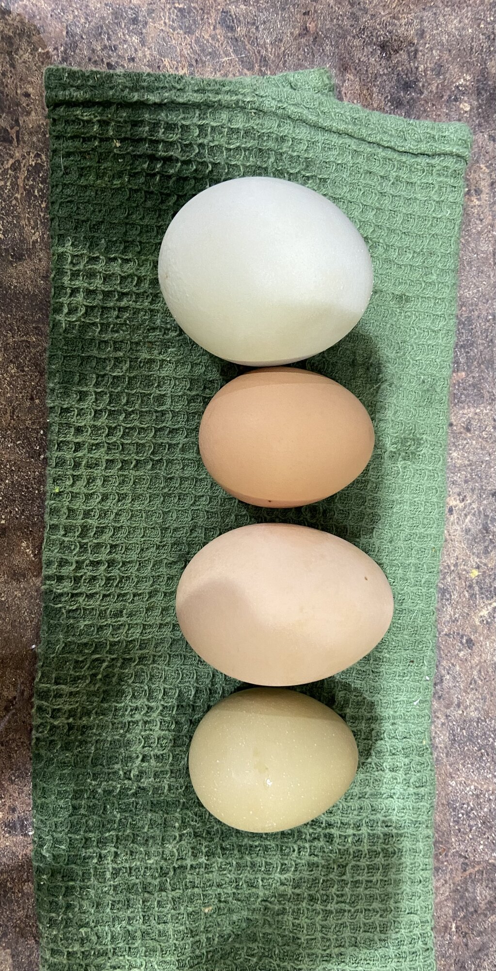 Natural Egg Photo Contest—16th Annual 6.jpg