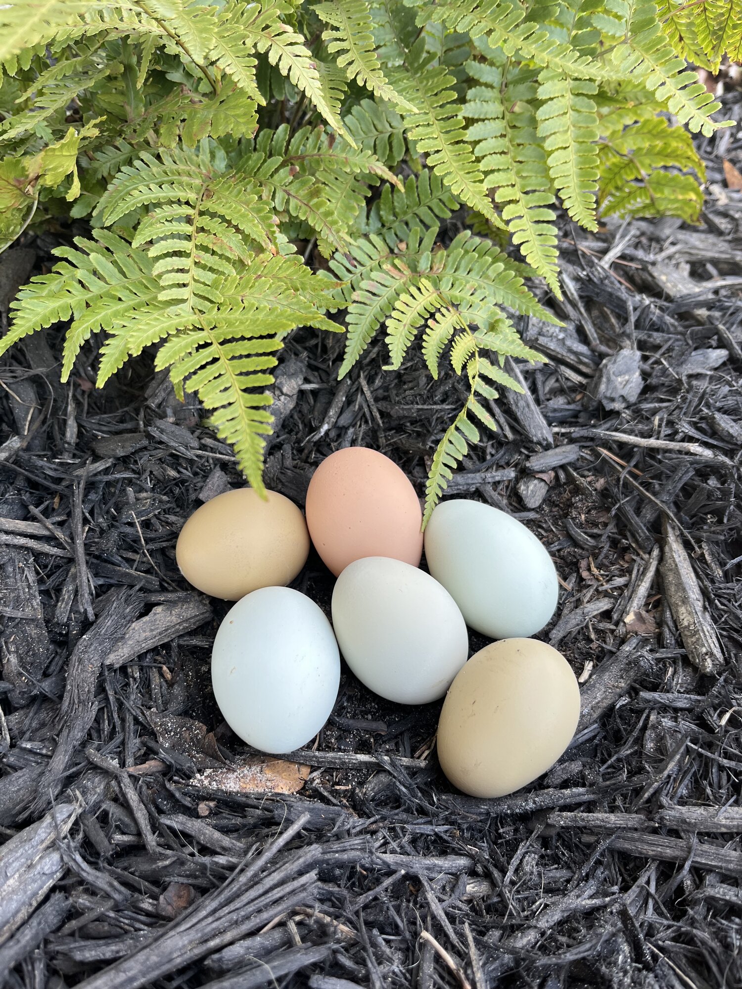 Natural Egg Photo Contest—16th Annual 63.jpg