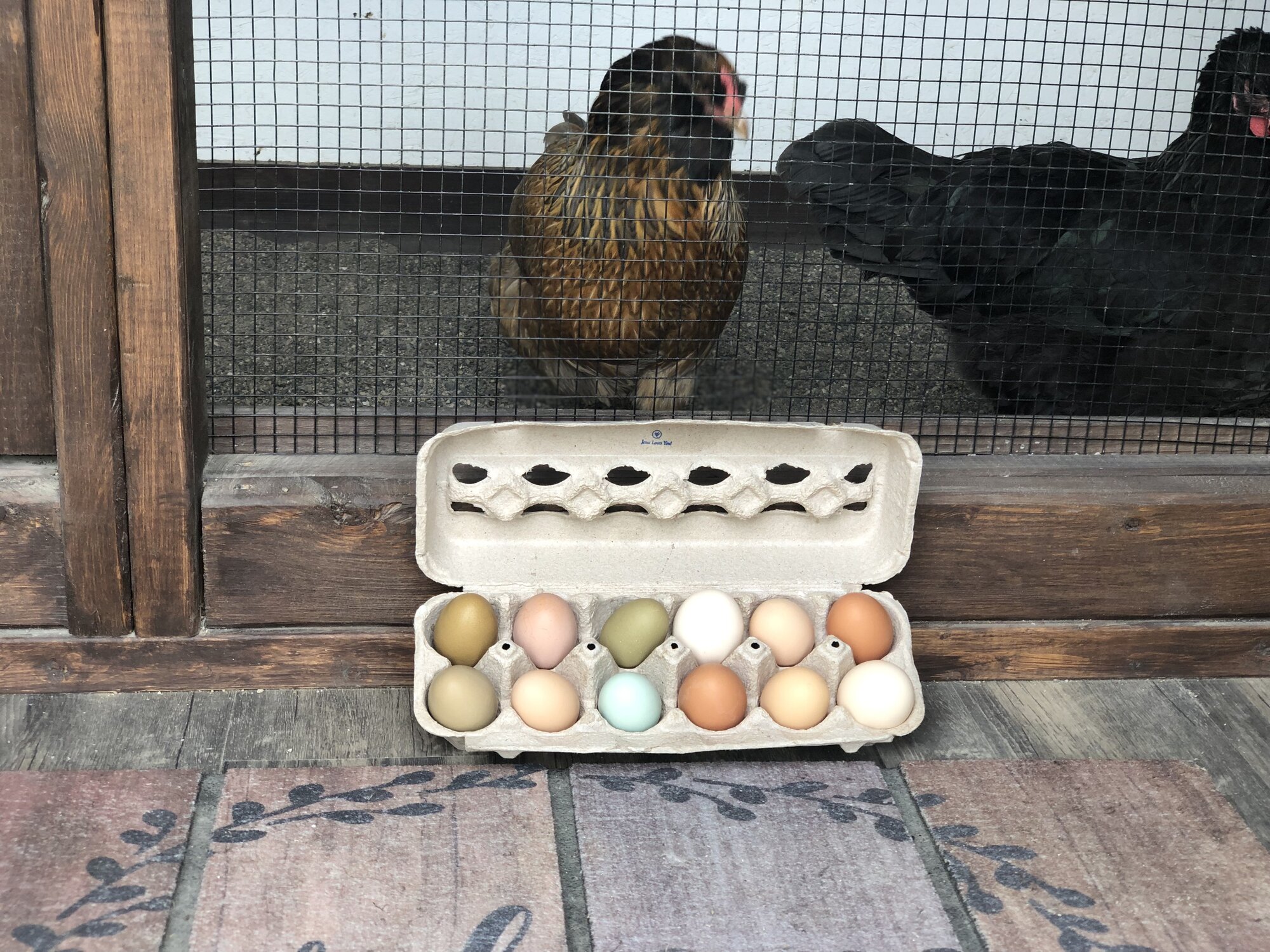 Natural Egg Photo Contest—16th Annual 65.jpg