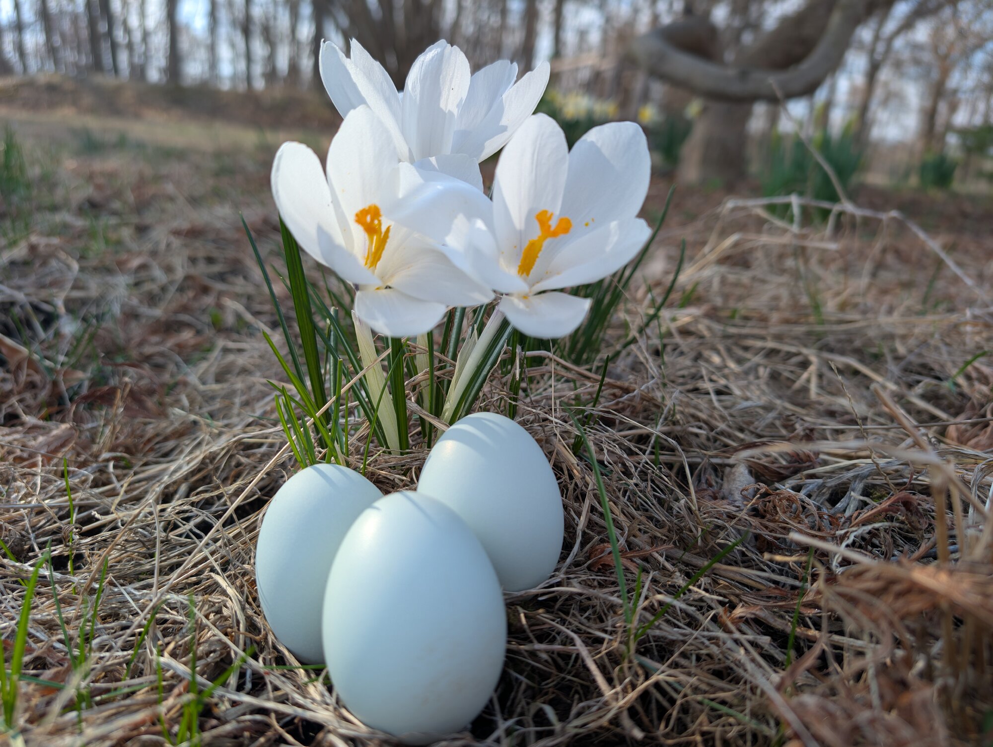 Natural Egg Photo Contest—16th Annual 70.jpg
