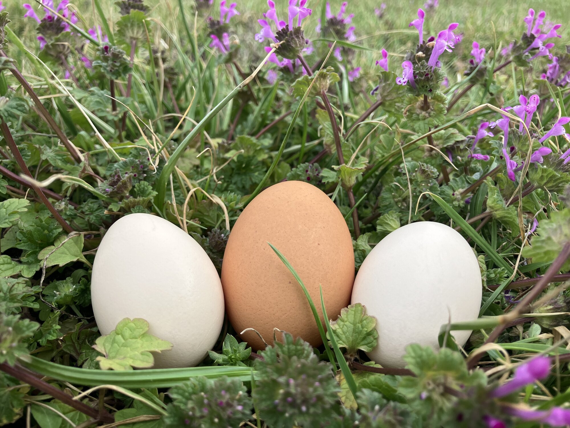 Natural Egg Photo Contest—16th Annual 71.jpg