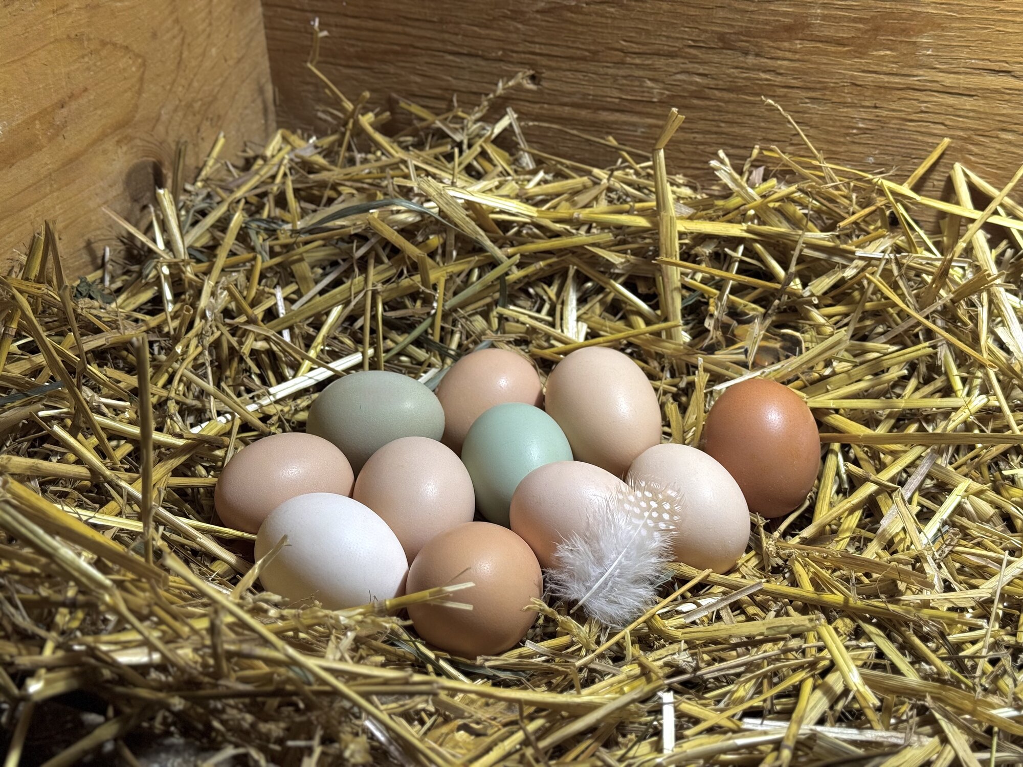 Natural Egg Photo Contest—16th Annual 72.jpg
