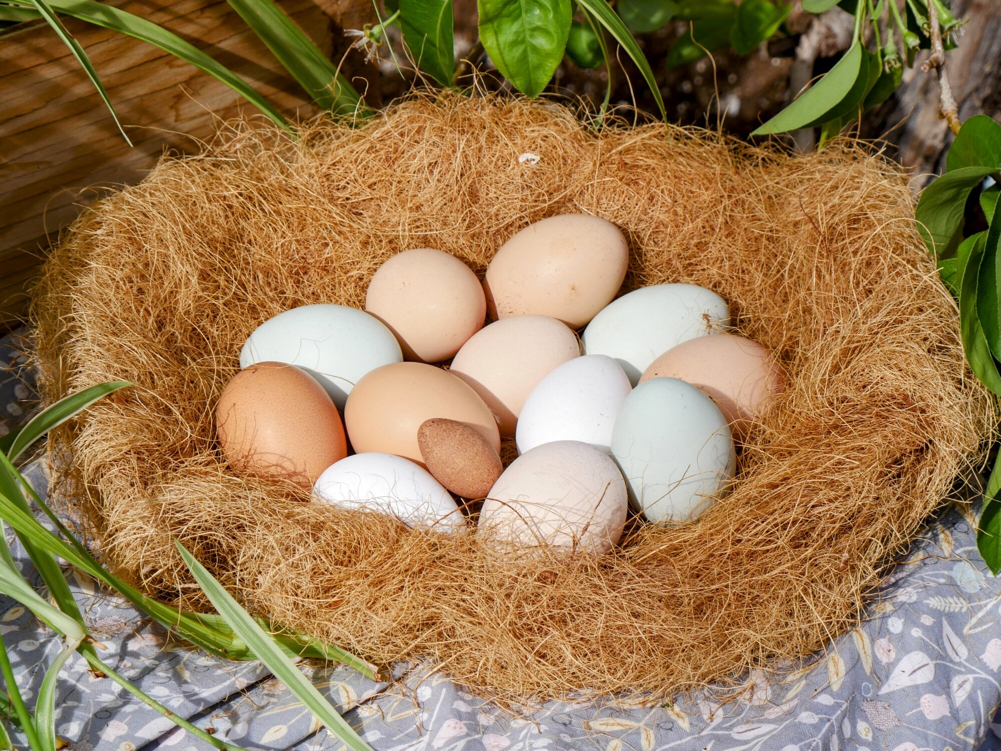 Natural Egg Photo Contest—16th Annual 73.jpg