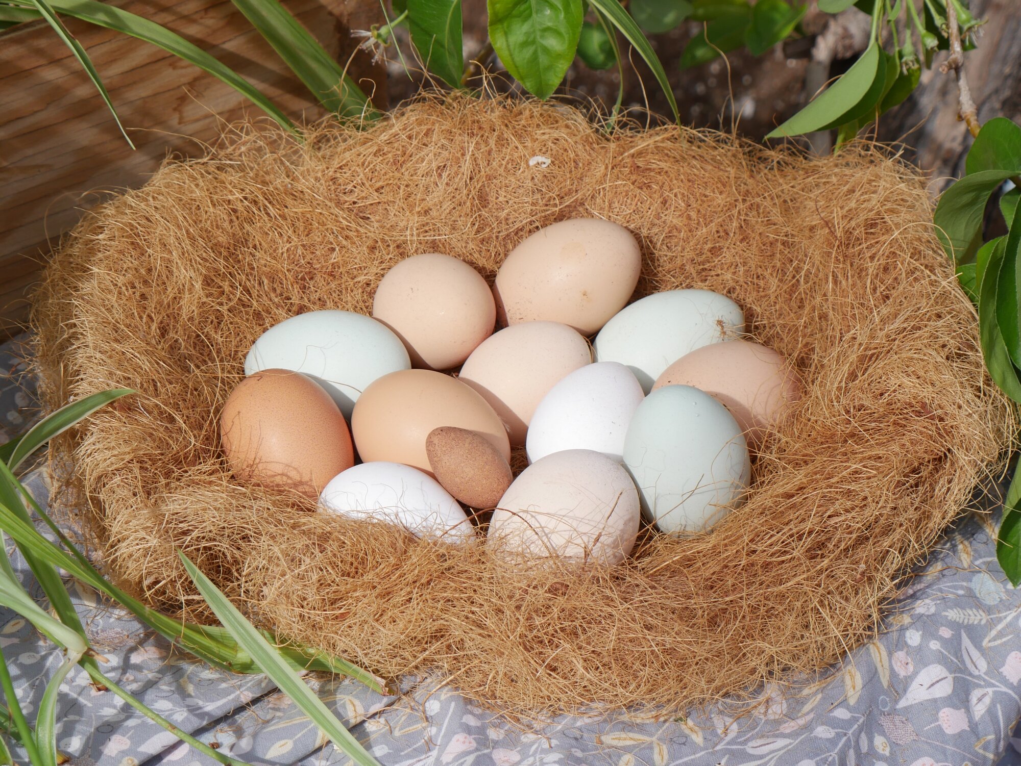 Natural Egg Photo Contest—16th Annual 74.jpg