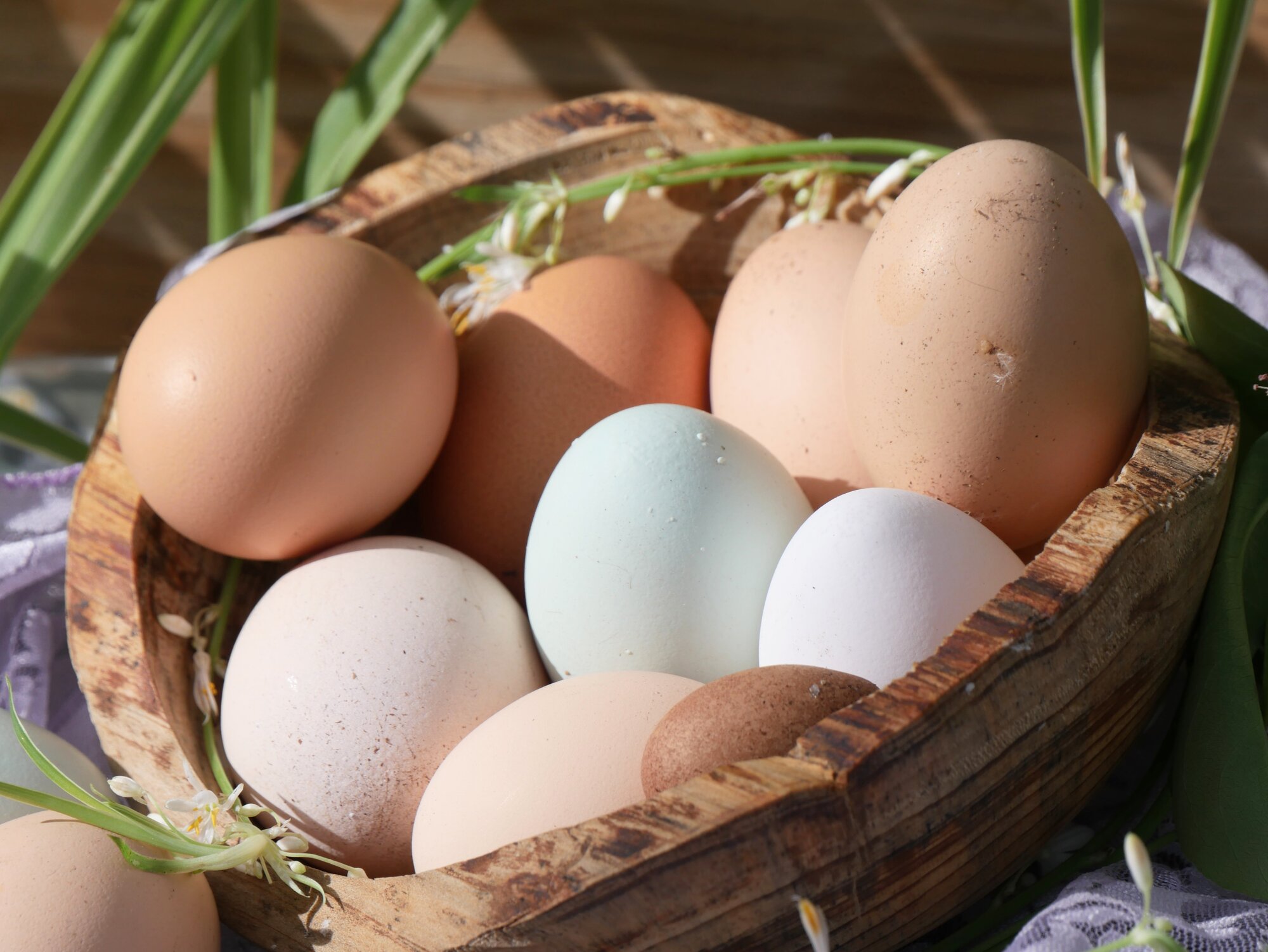 Natural Egg Photo Contest—16th Annual 75.jpg