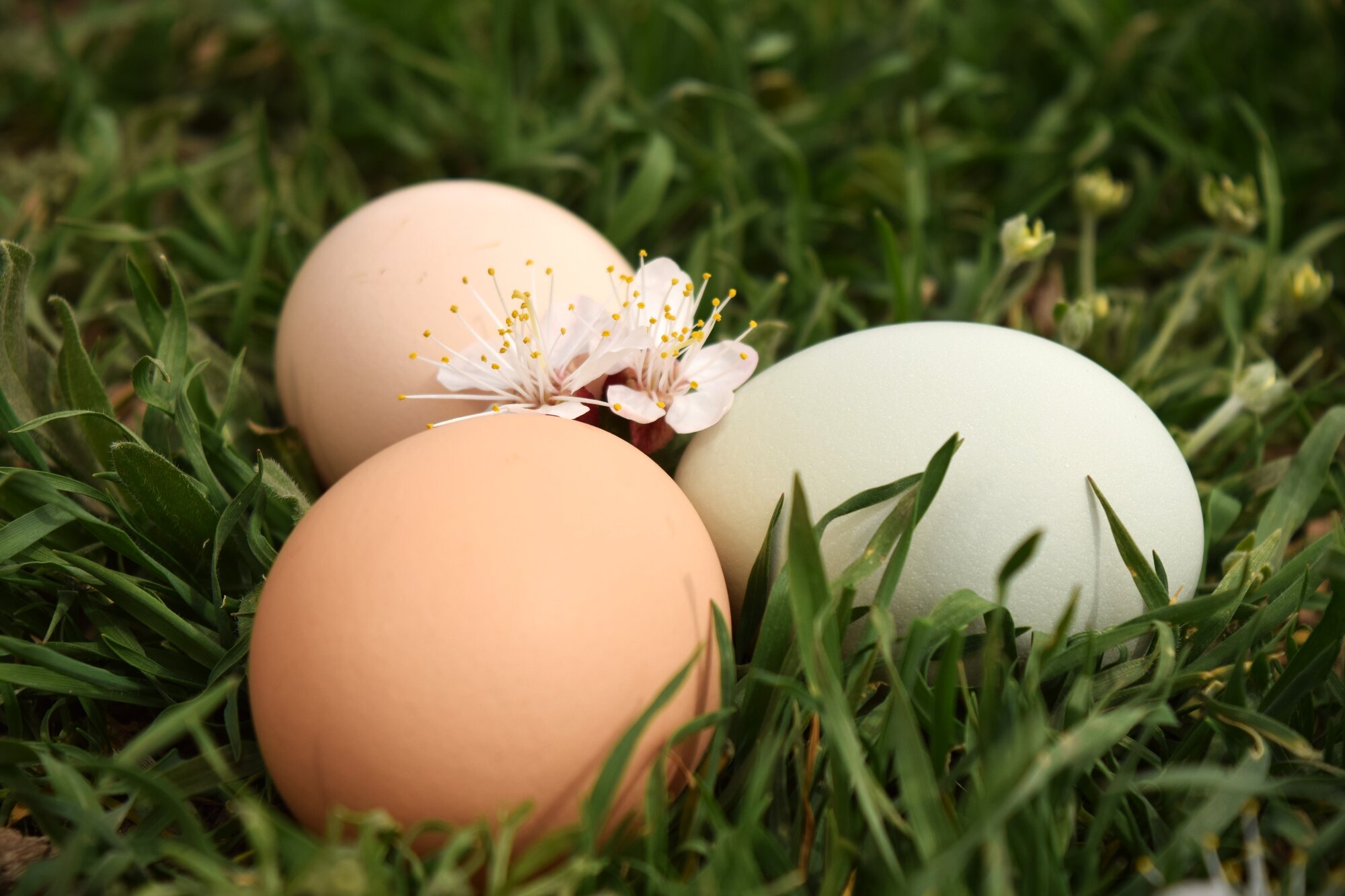 Natural Egg Photo Contest—16th Annual 76.jpg