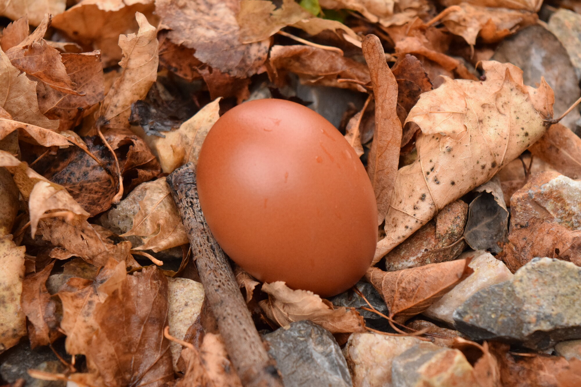 Natural Egg Photo Contest—16th Annual 78.jpg