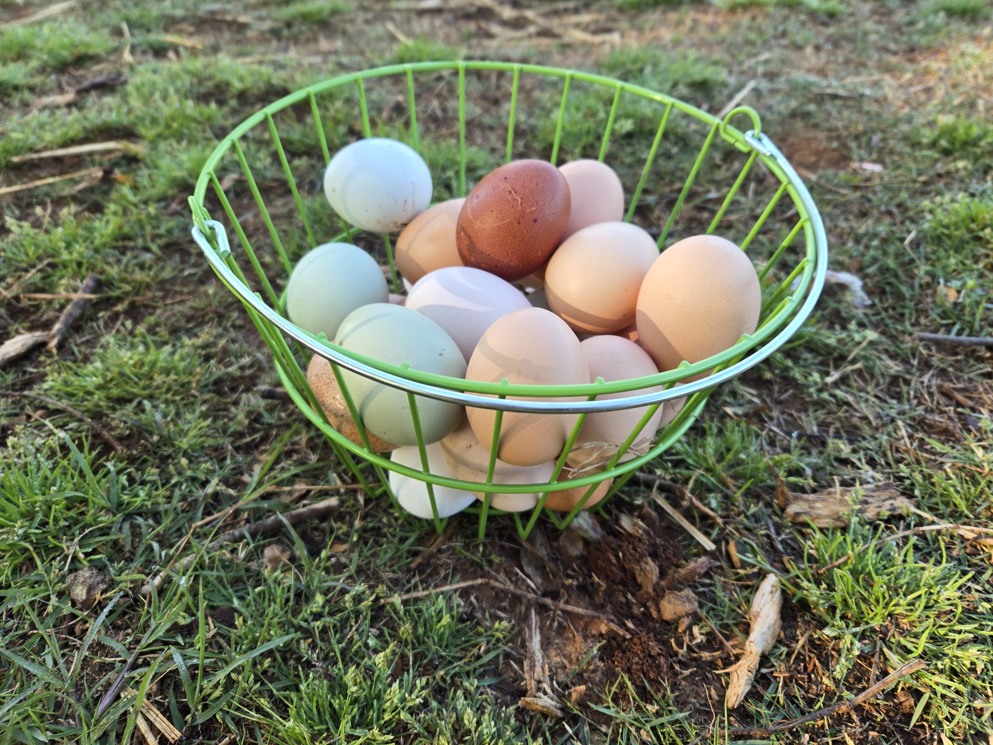 Natural Egg Photo Contest—16th Annual 80.jpg