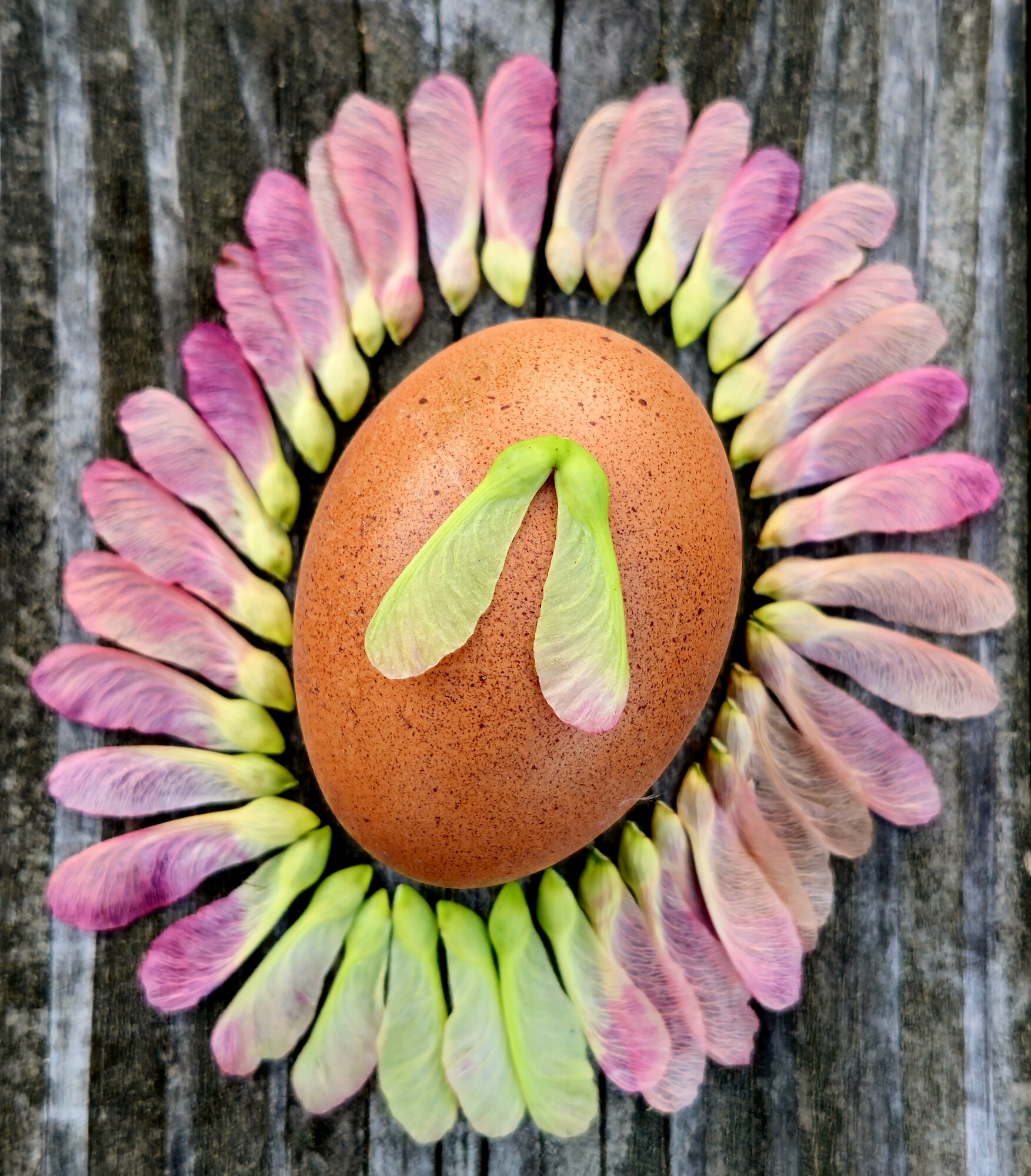 Natural Egg Photo Contest—16th Annual 81.jpg