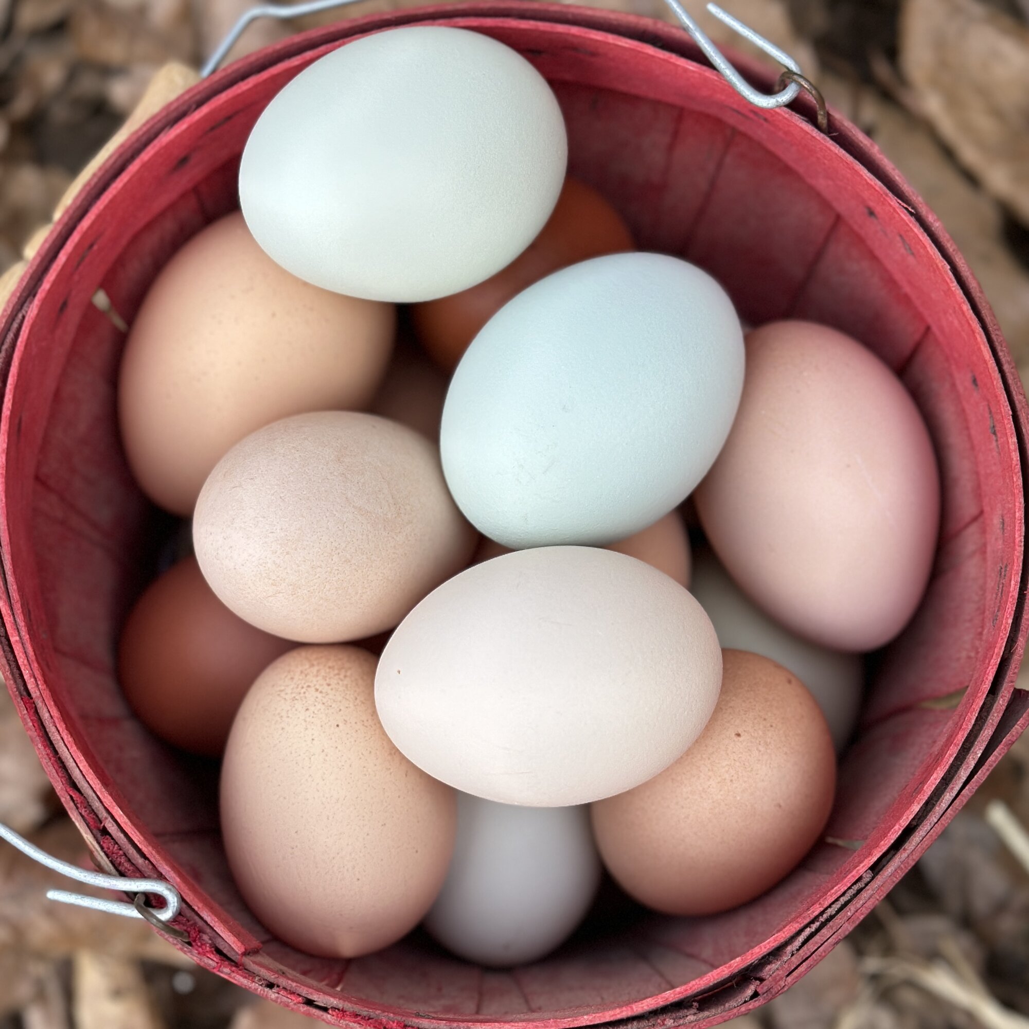 Natural Egg Photo Contest—16th Annual 82.jpg