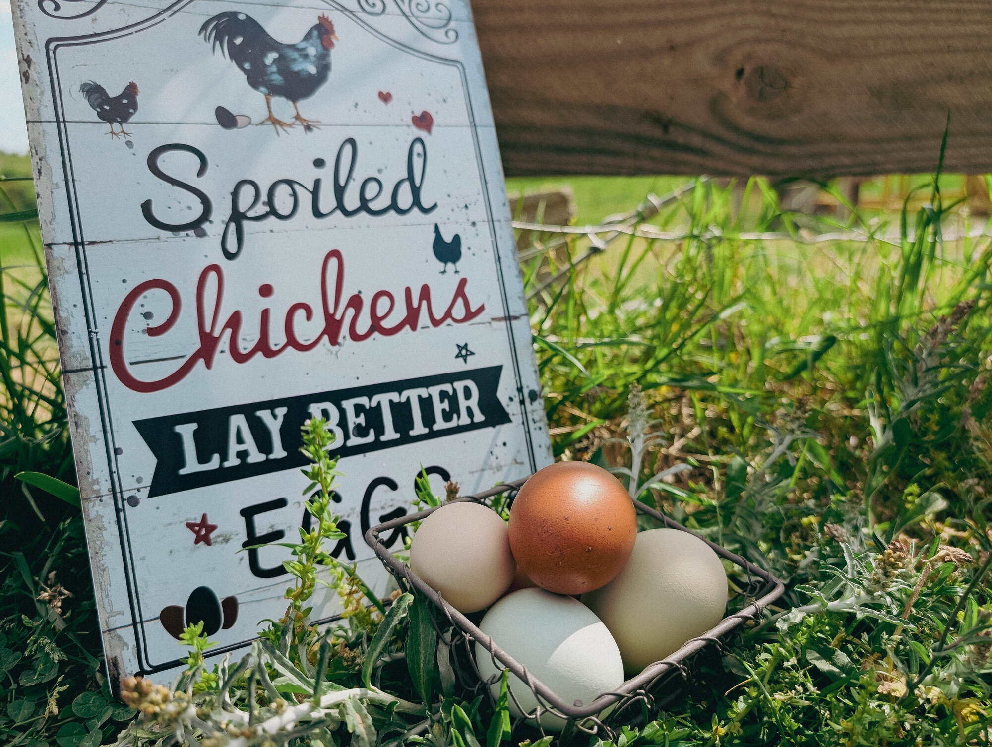 Natural Egg Photo Contest—16th Annual 83.jpg