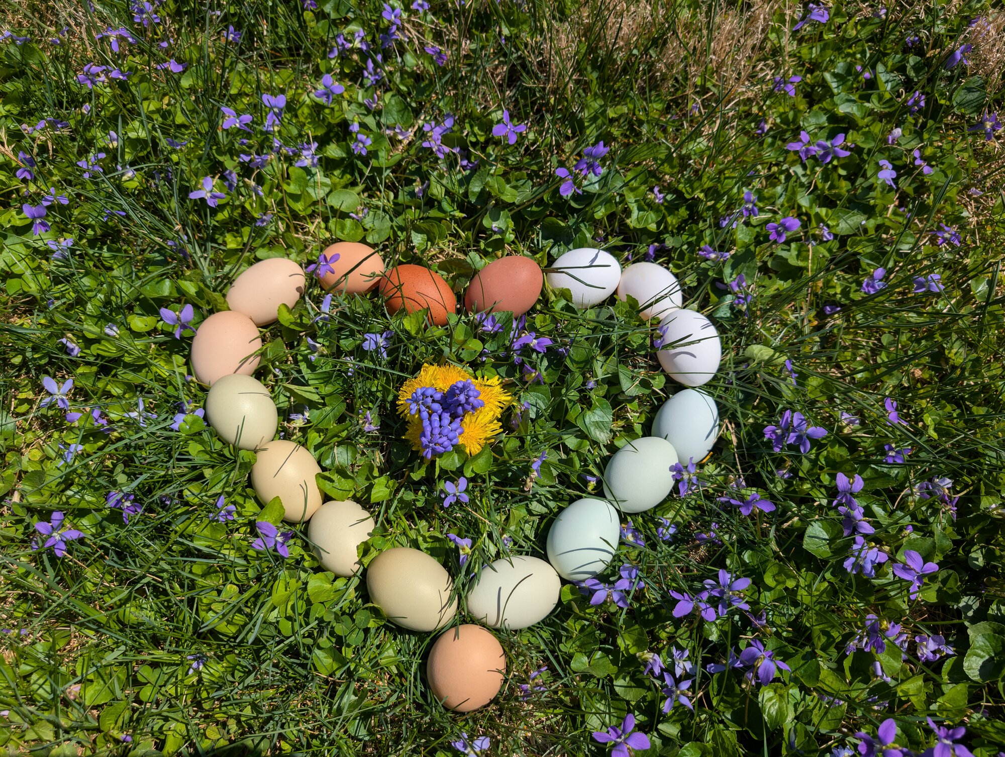 Natural Egg Photo Contest—16th Annual 84.jpg