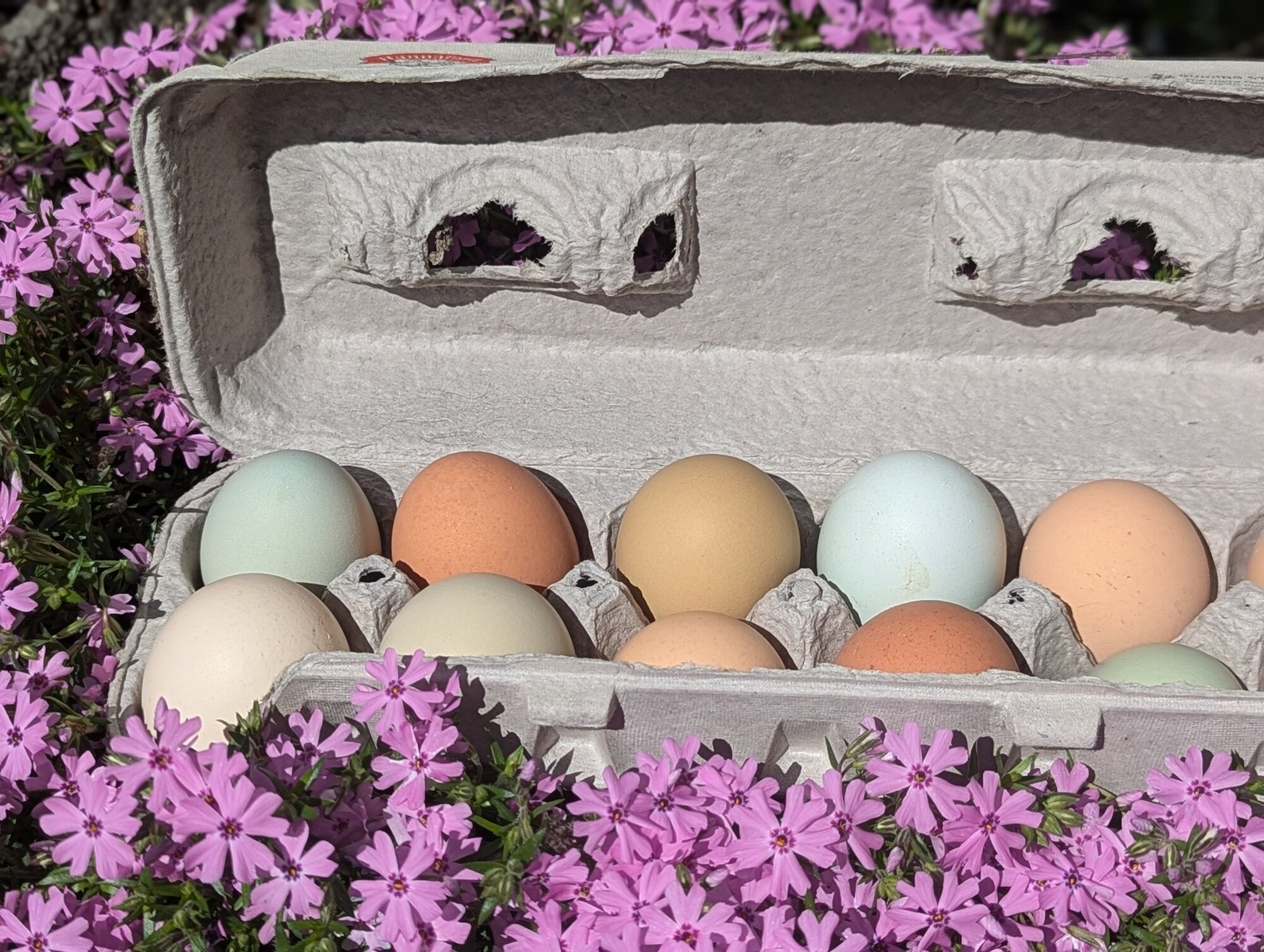 Natural Egg Photo Contest—16th Annual 85.jpg