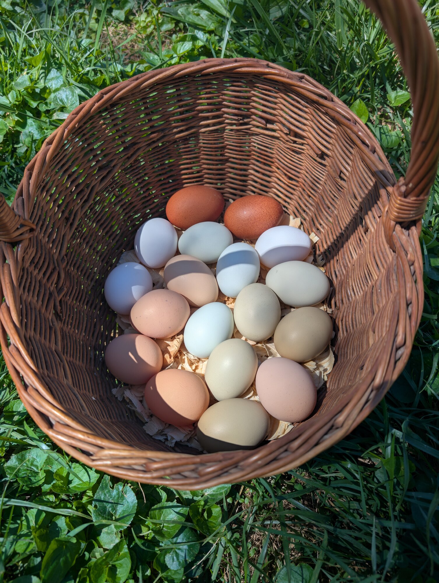 Natural Egg Photo Contest—16th Annual 88.jpg