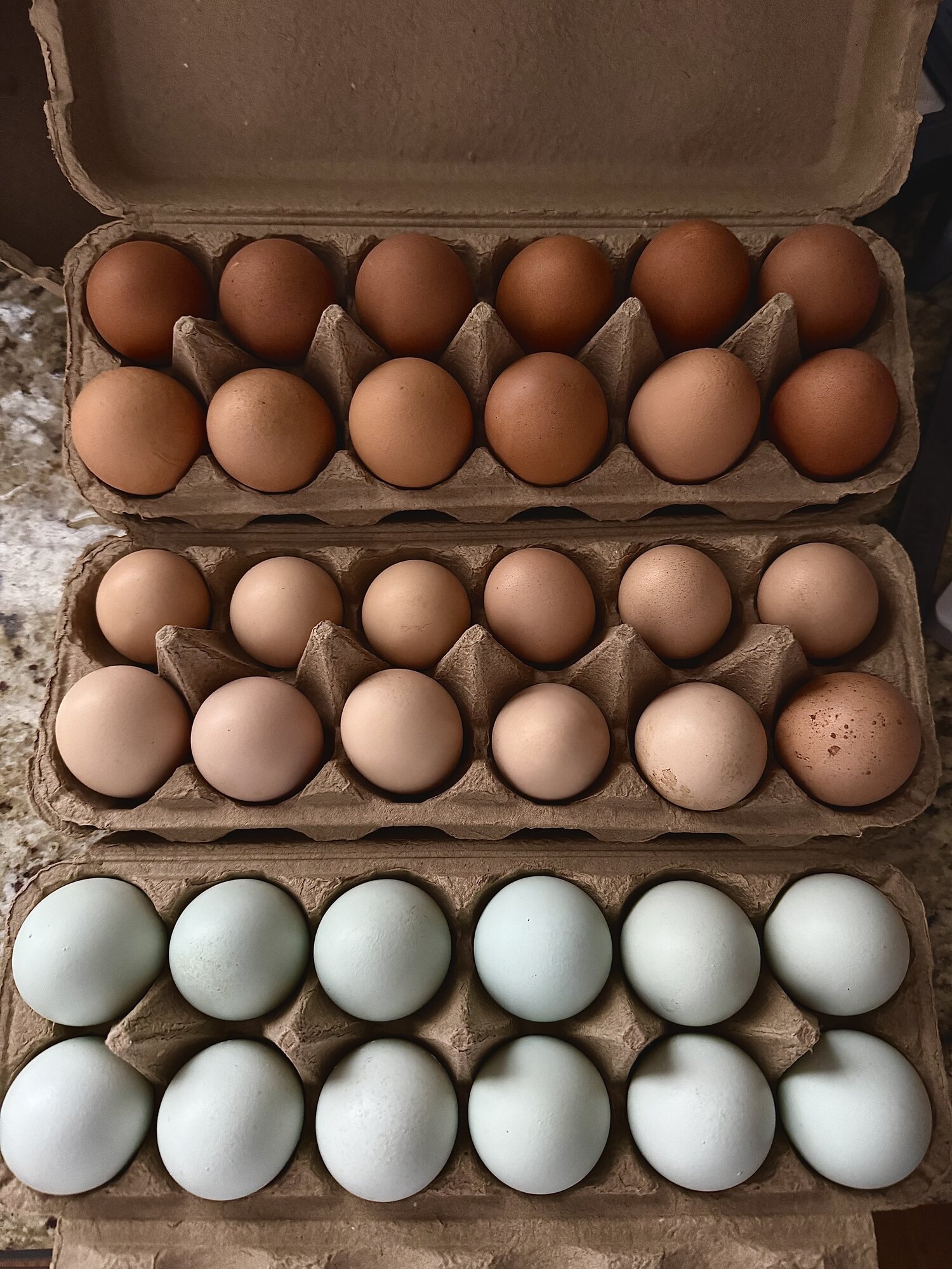 Natural Egg Photo Contest—16th Annual 89.jpg