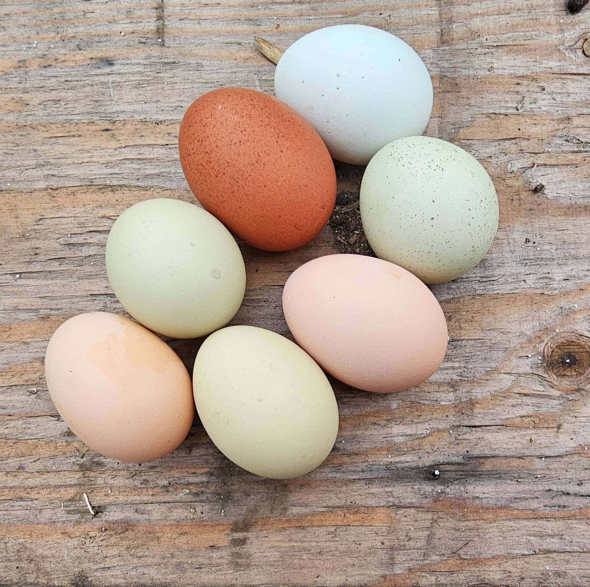 Natural Egg Photo Contest—16th Annual 9.jpg