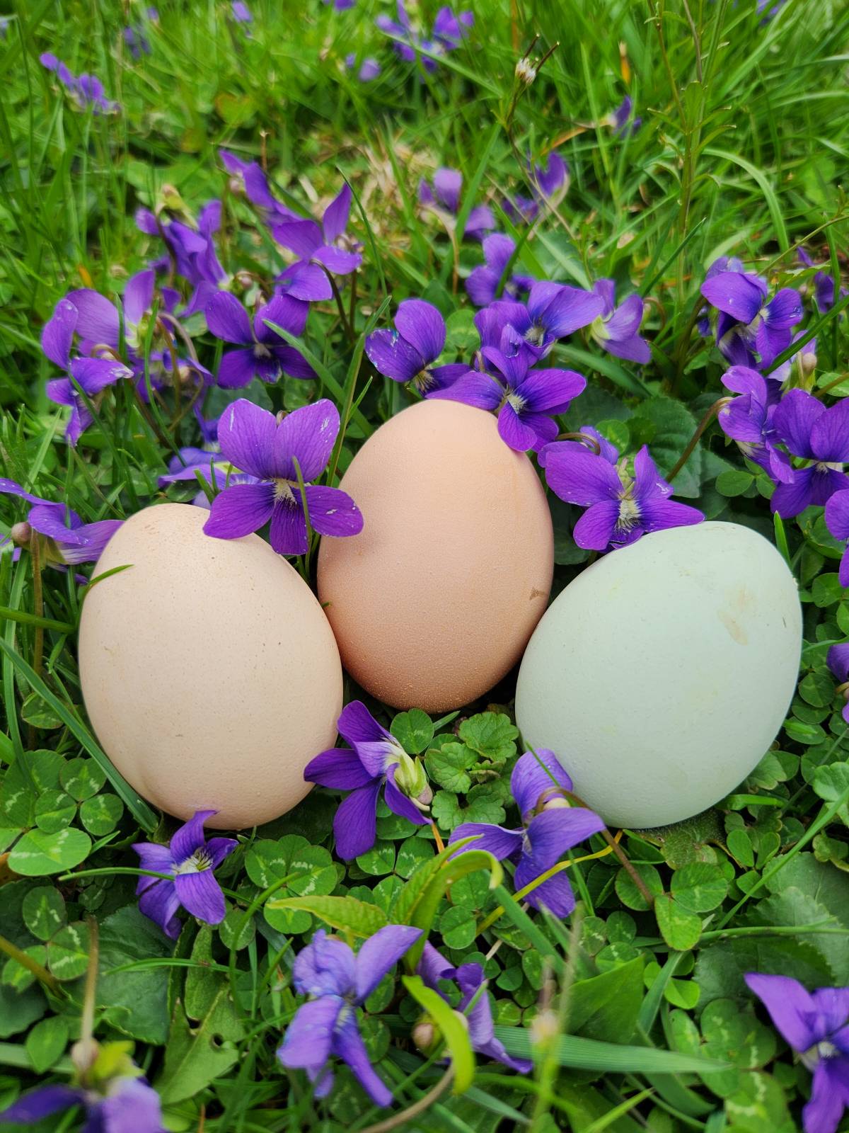 Natural Egg Photo Contest—16th Annual 92.jpg