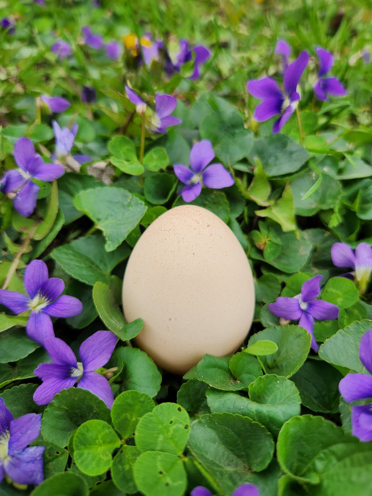 Natural Egg Photo Contest—16th Annual 93.jpg