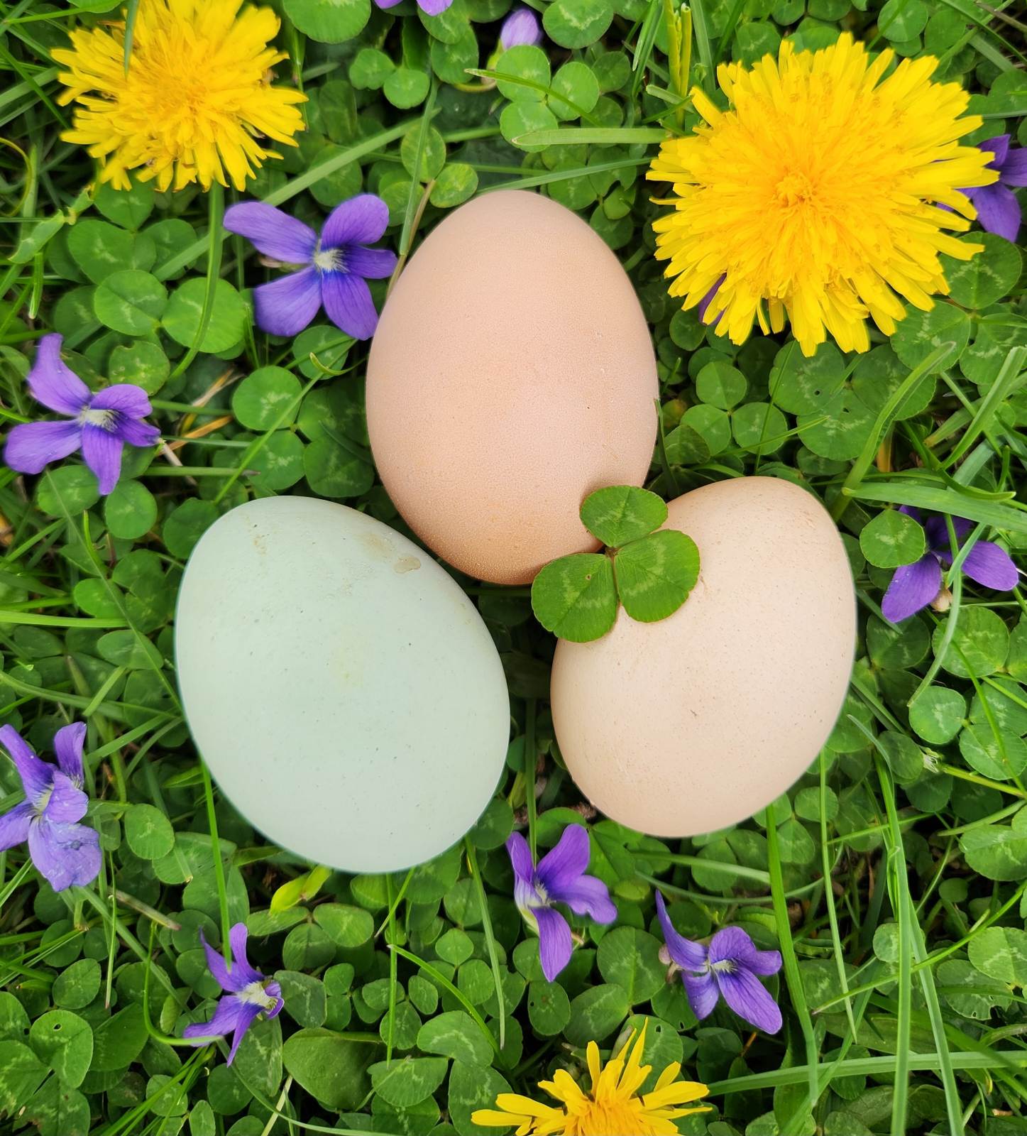 Natural Egg Photo Contest—16th Annual 95.jpg