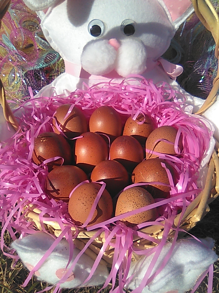 Natural Egg Photo Contest—16th Annual 99.jpg