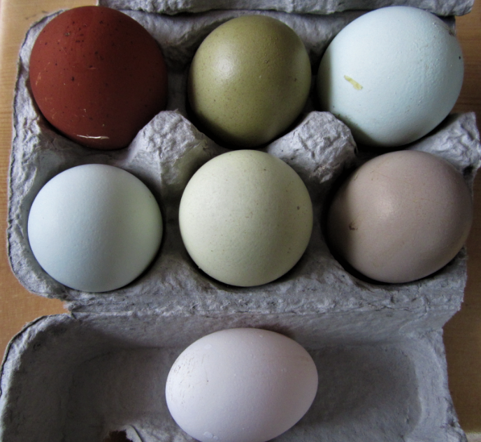 Natural Egg Photo Contest 1.png