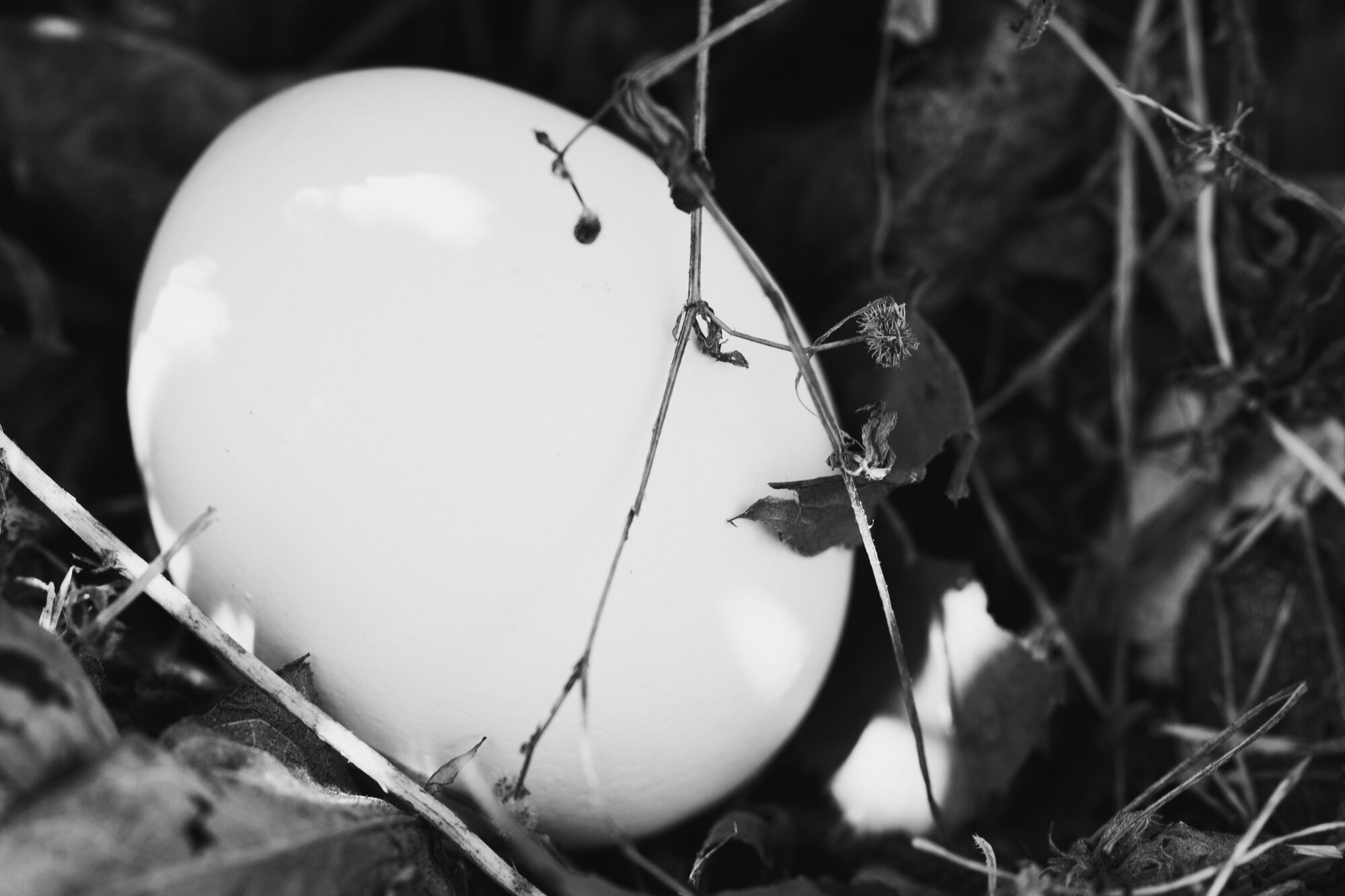 Natural Egg Photo Contest 100.jpg
