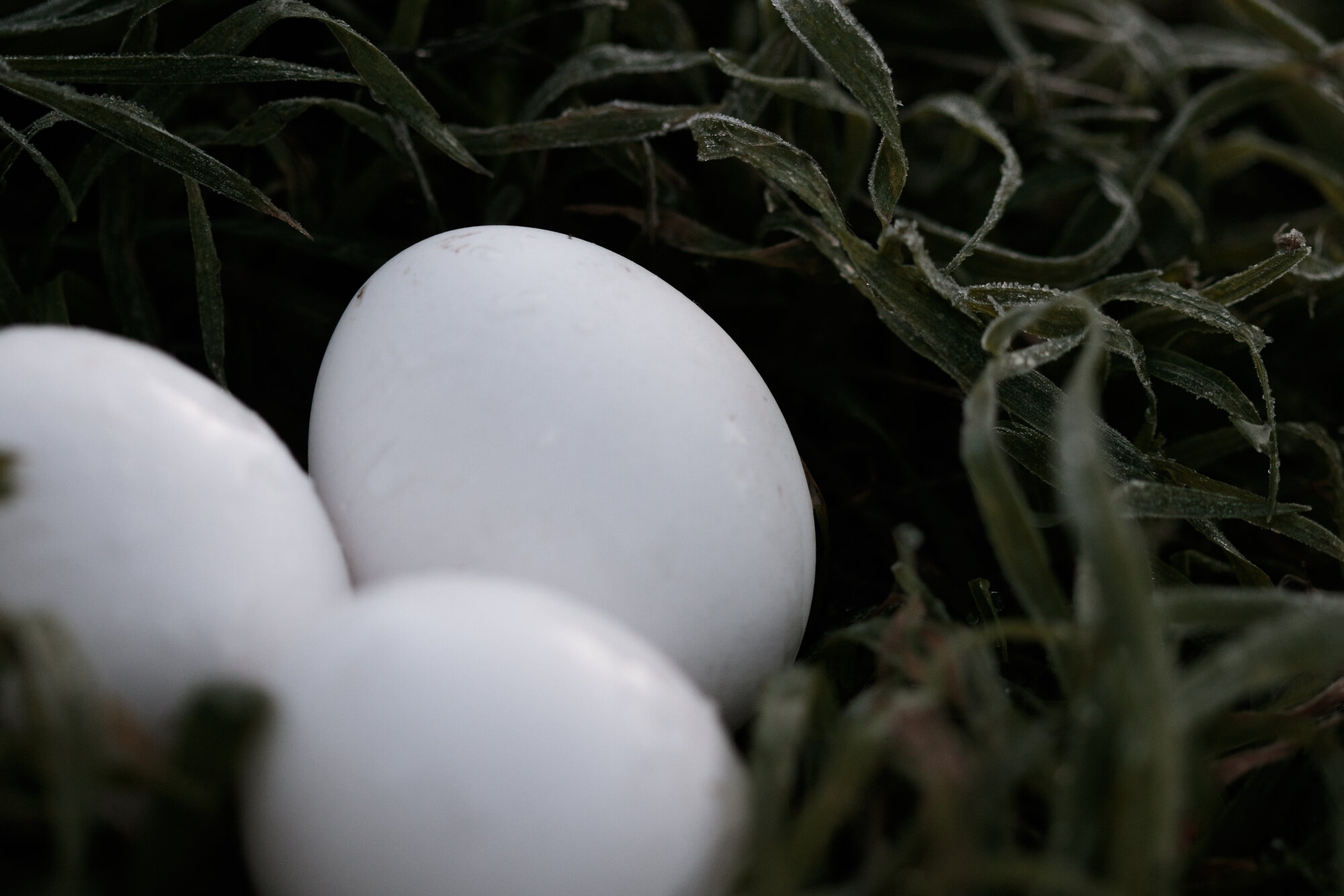 Natural Egg Photo Contest 101.jpg