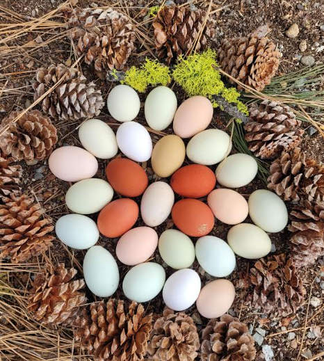Natural Egg Photo Contest 102.png