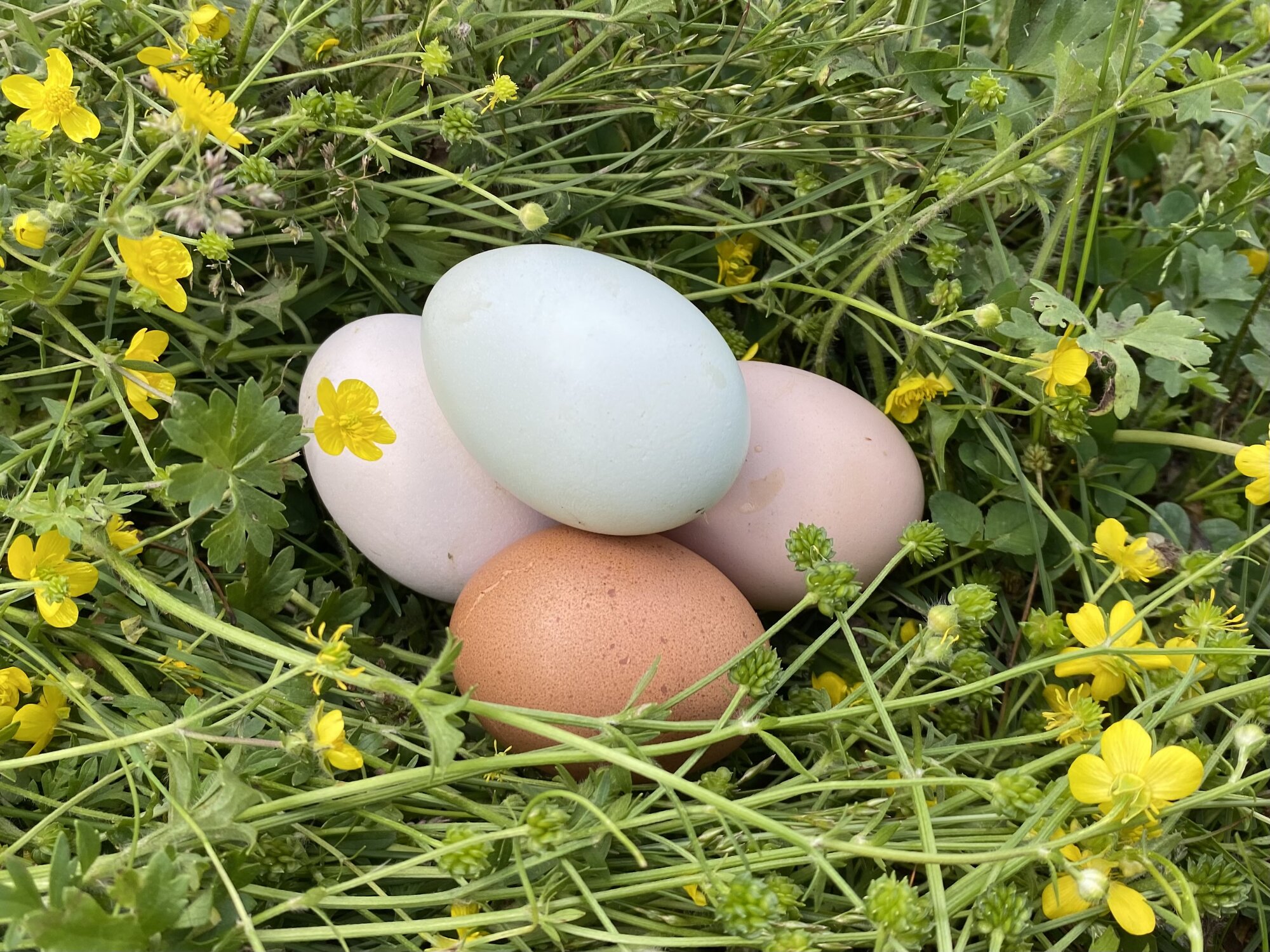Natural Egg Photo Contest 103.jpg