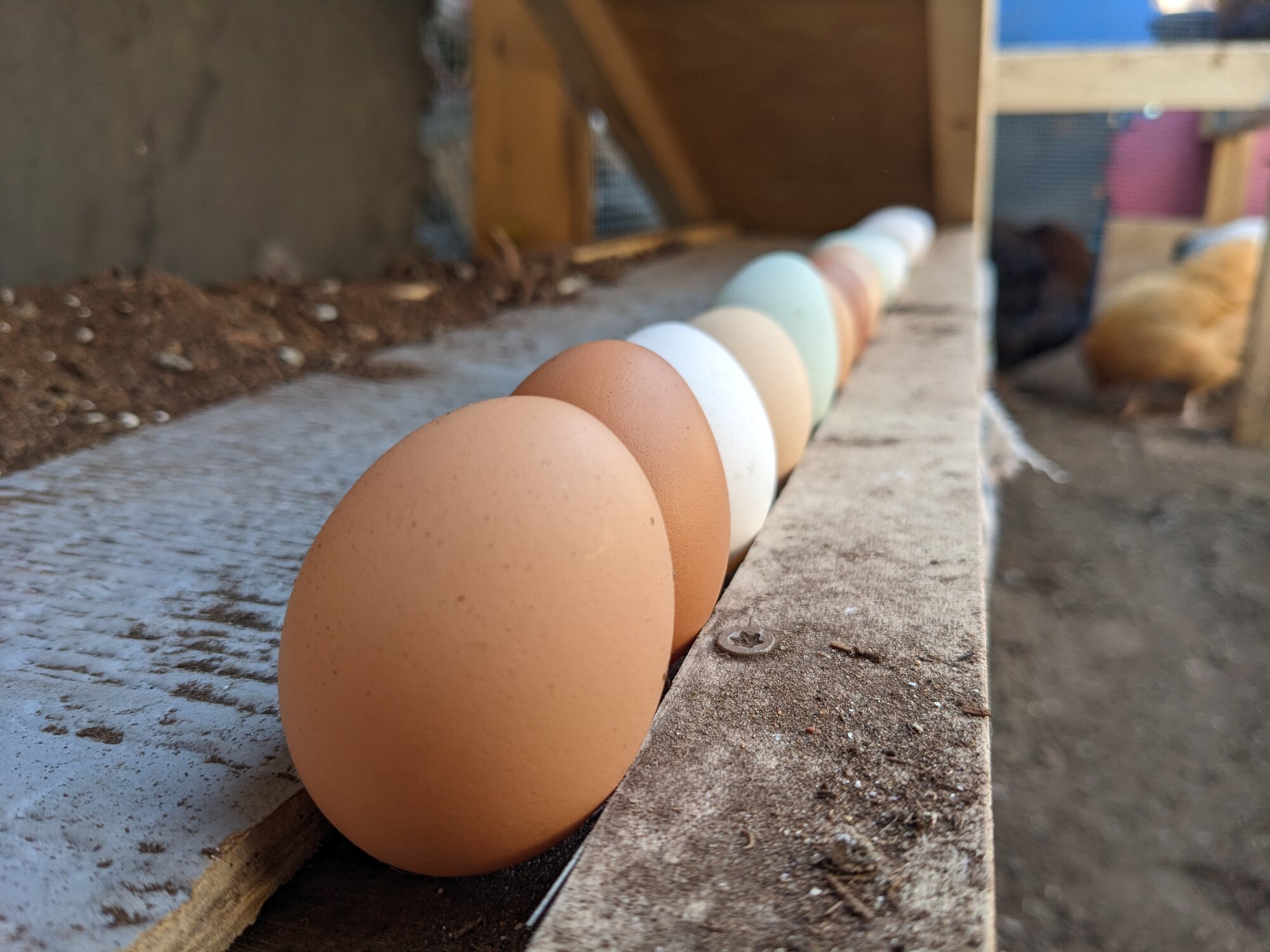 Natural Egg Photo Contest 104.jpg