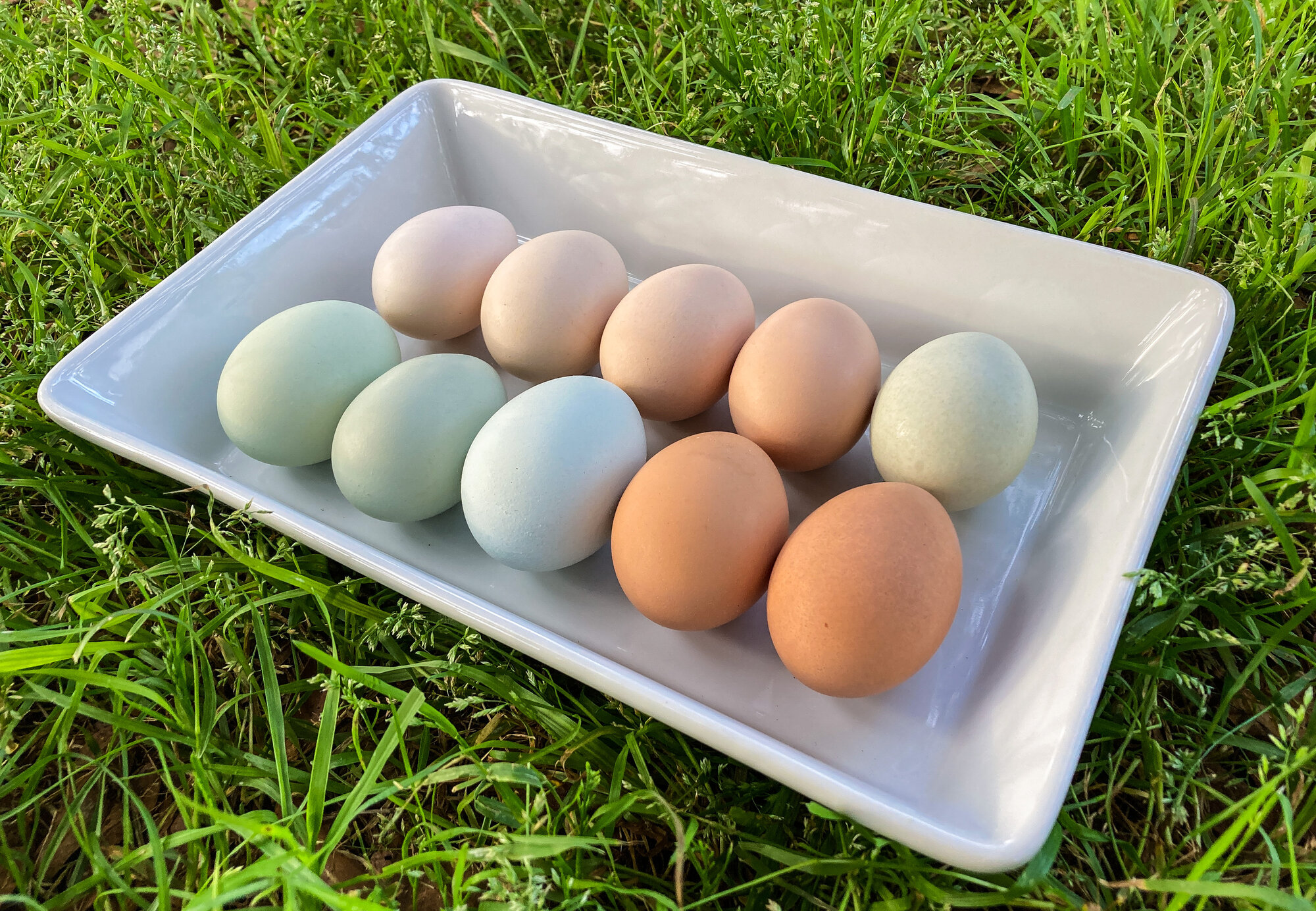 Natural Egg Photo Contest 106.jpg