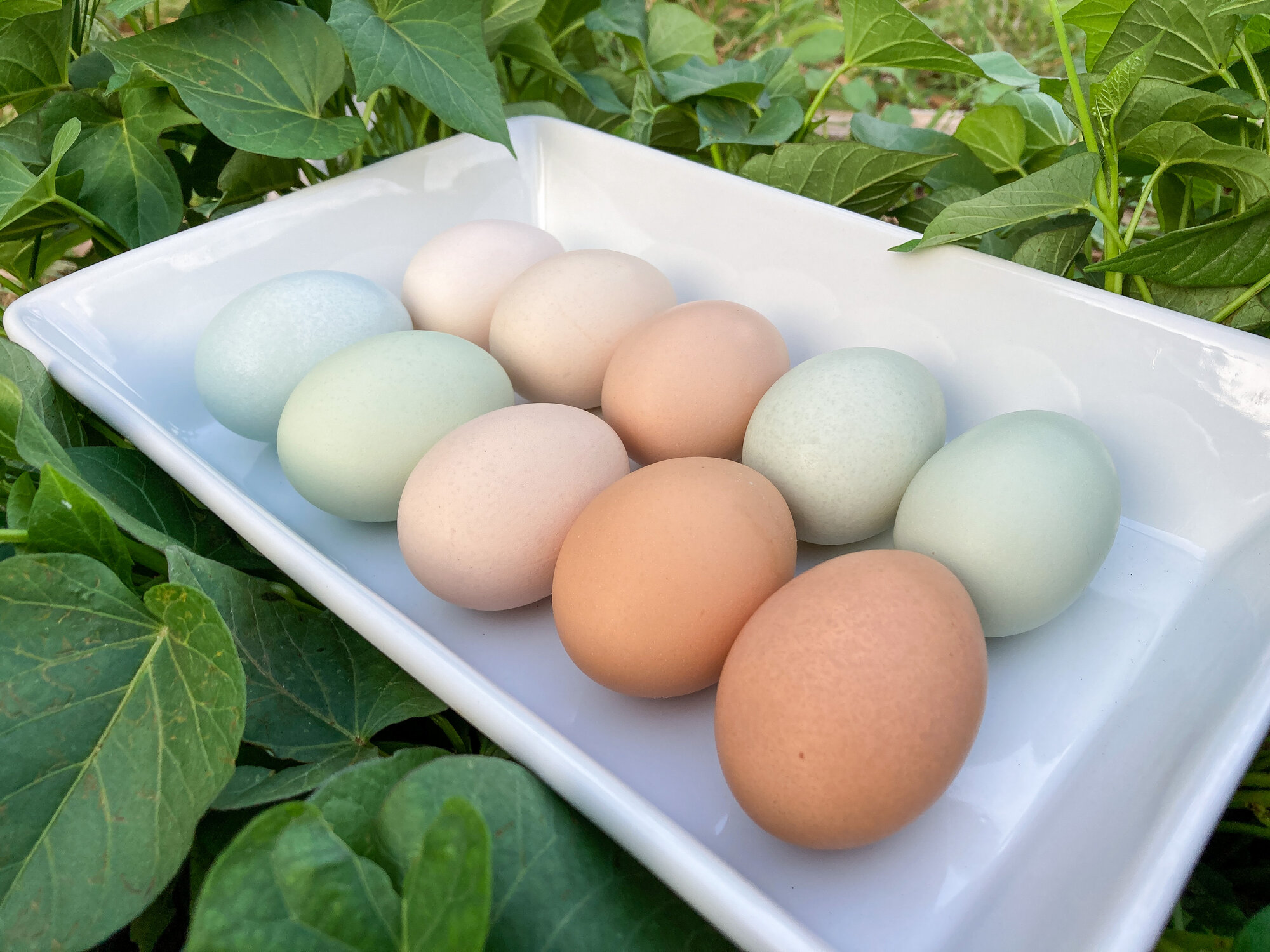 Natural Egg Photo Contest 107.jpg