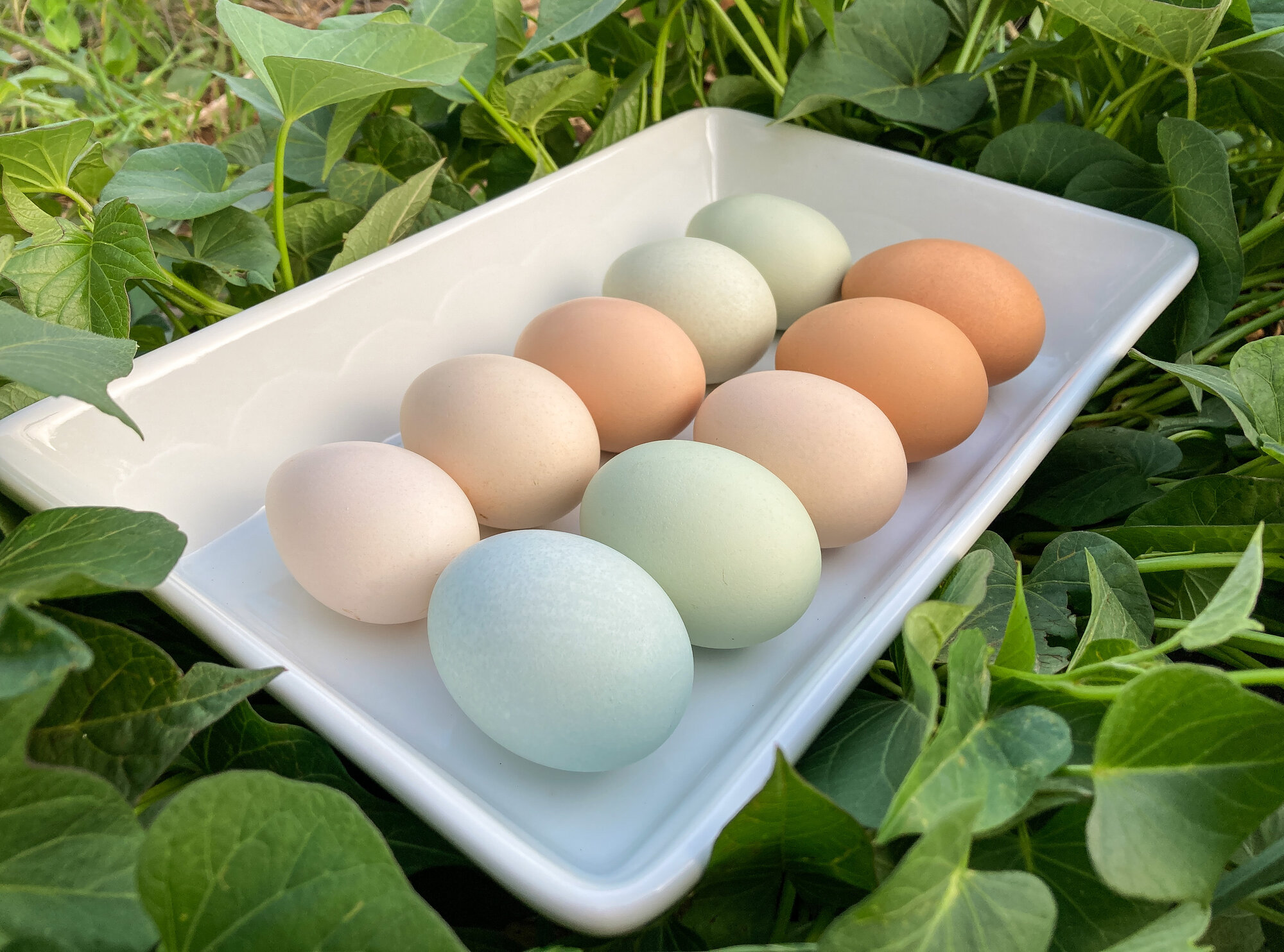 Natural Egg Photo Contest 108.jpg