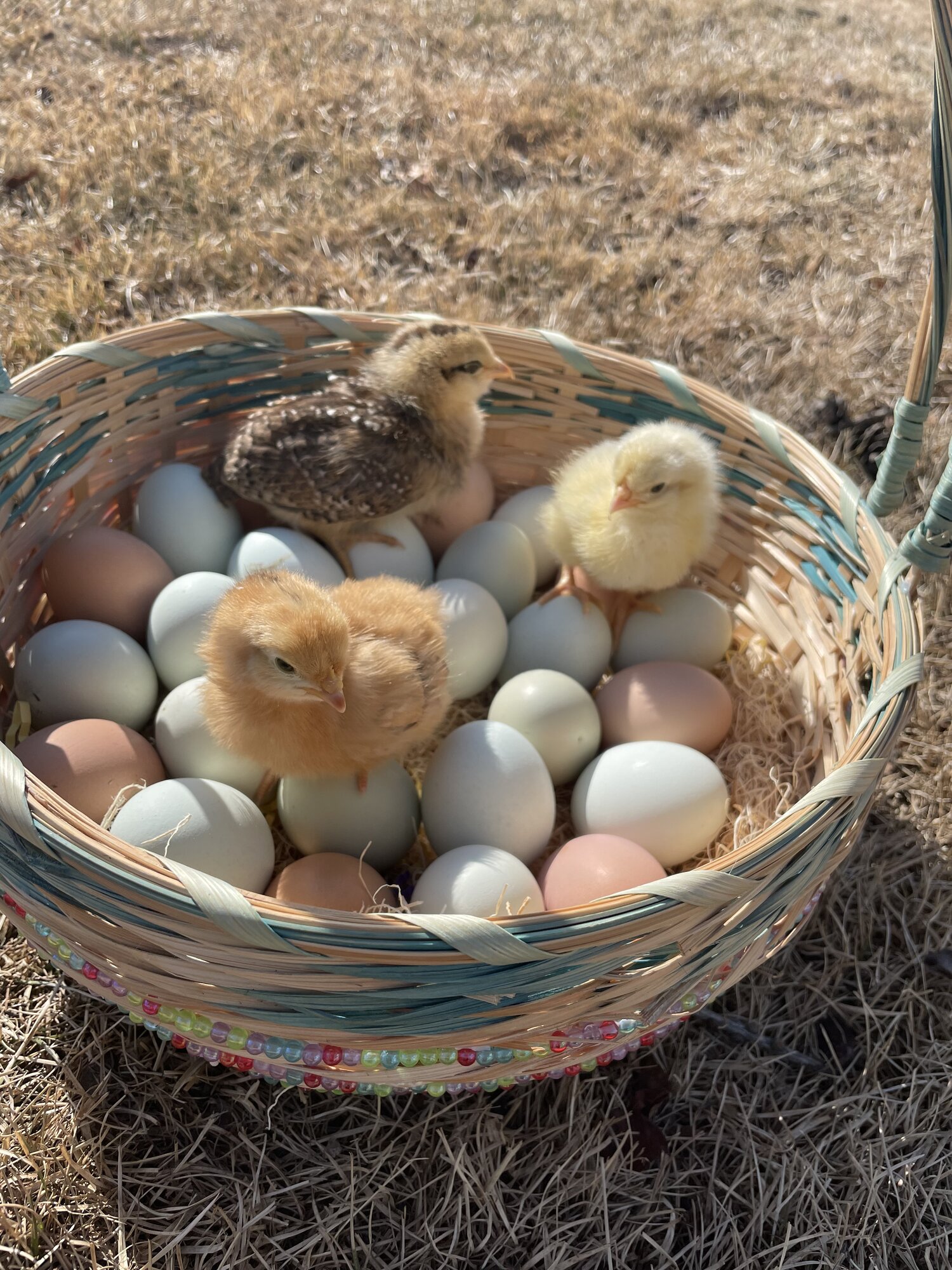 Natural Egg Photo Contest 16.jpg