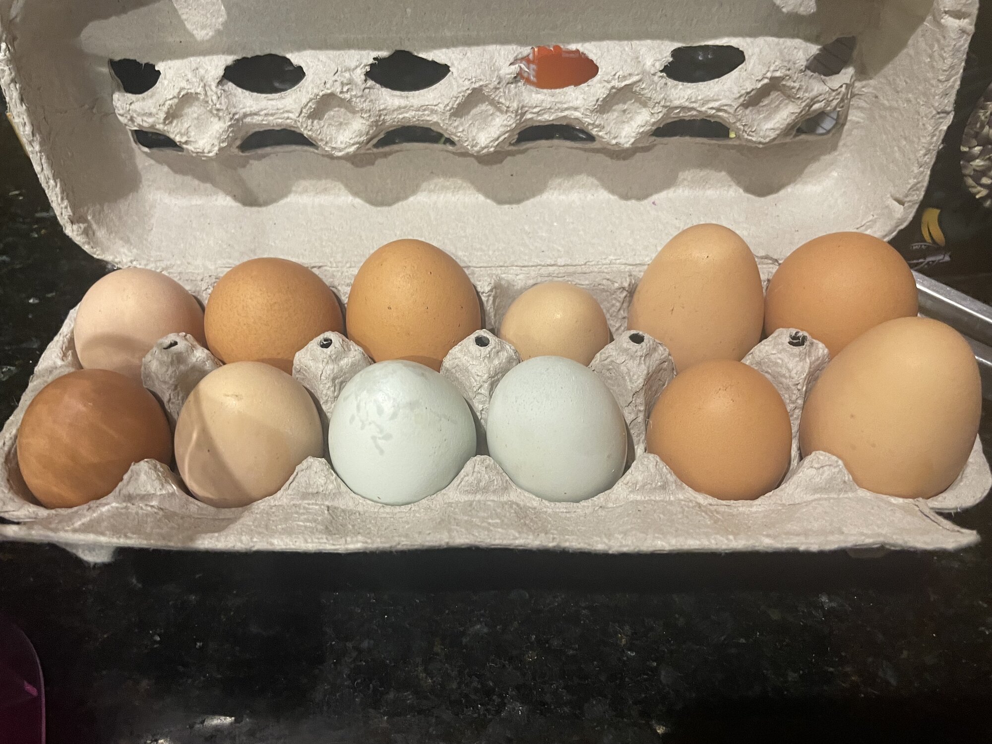 Natural Egg Photo Contest 18.jpg