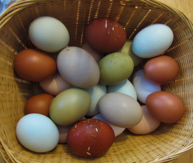 Natural Egg Photo Contest 2.png