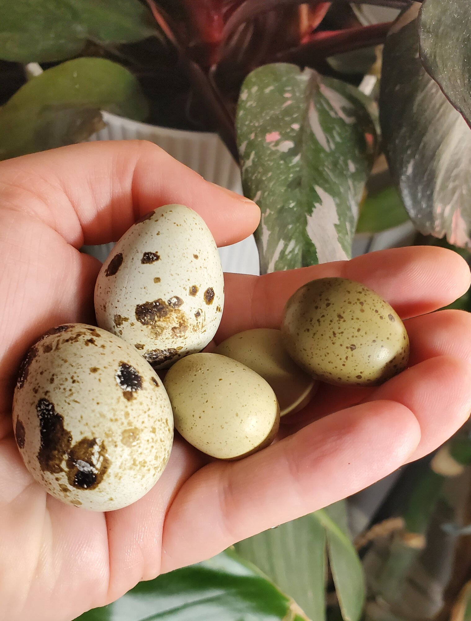 Natural Egg Photo Contest 26.jpg