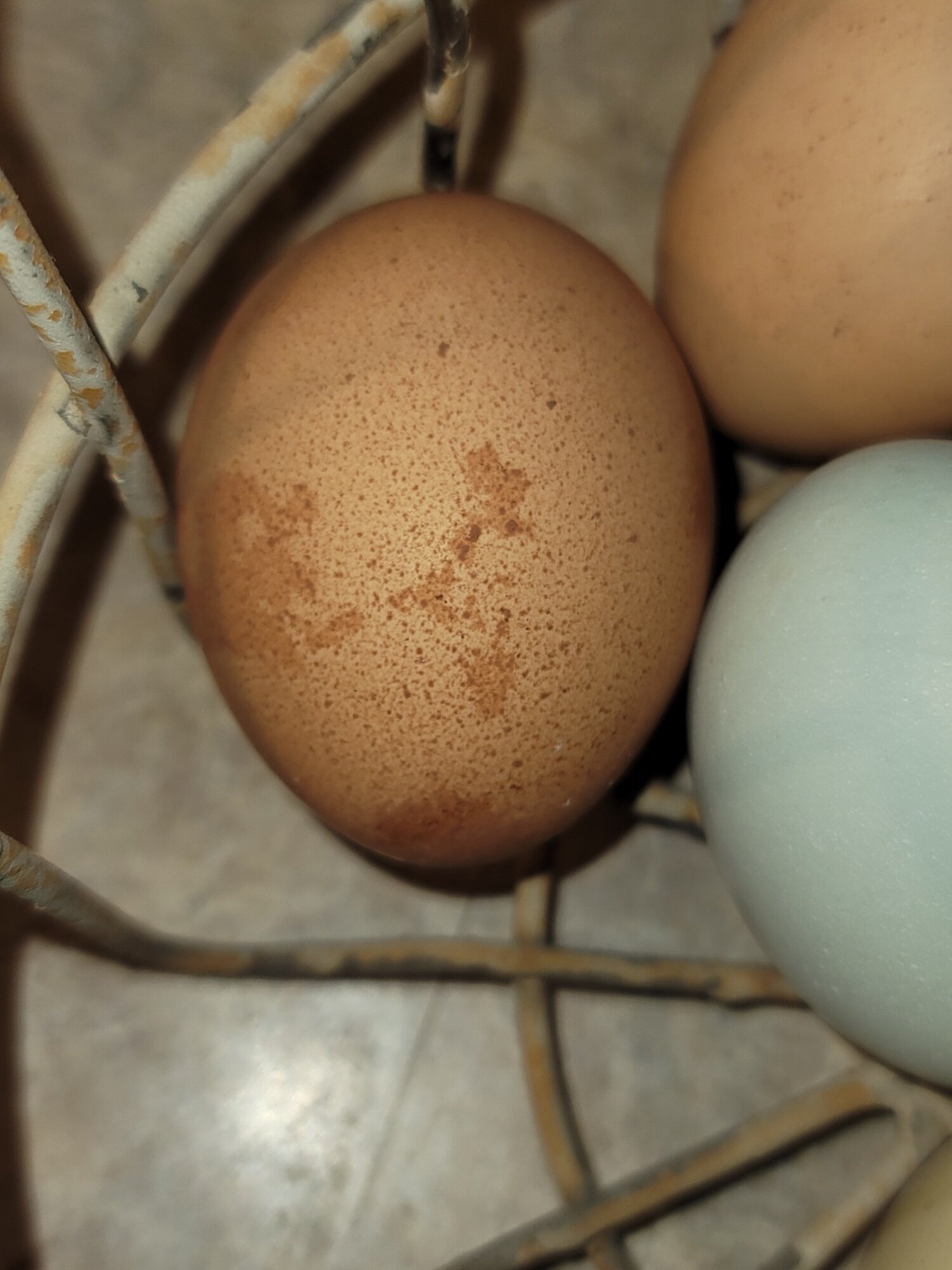 Natural Egg Photo Contest 29.jpg