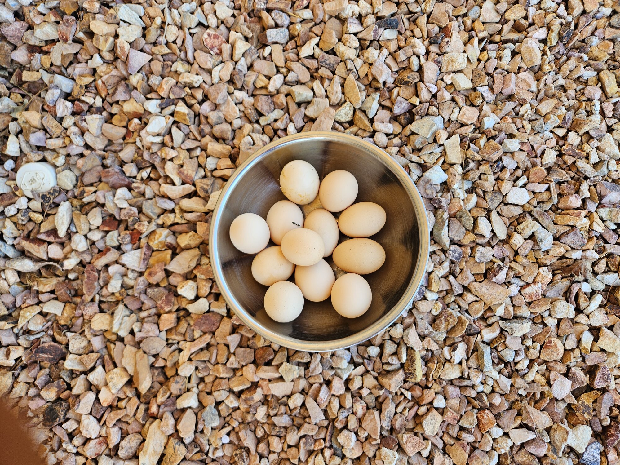 Natural Egg Photo Contest 33.jpg
