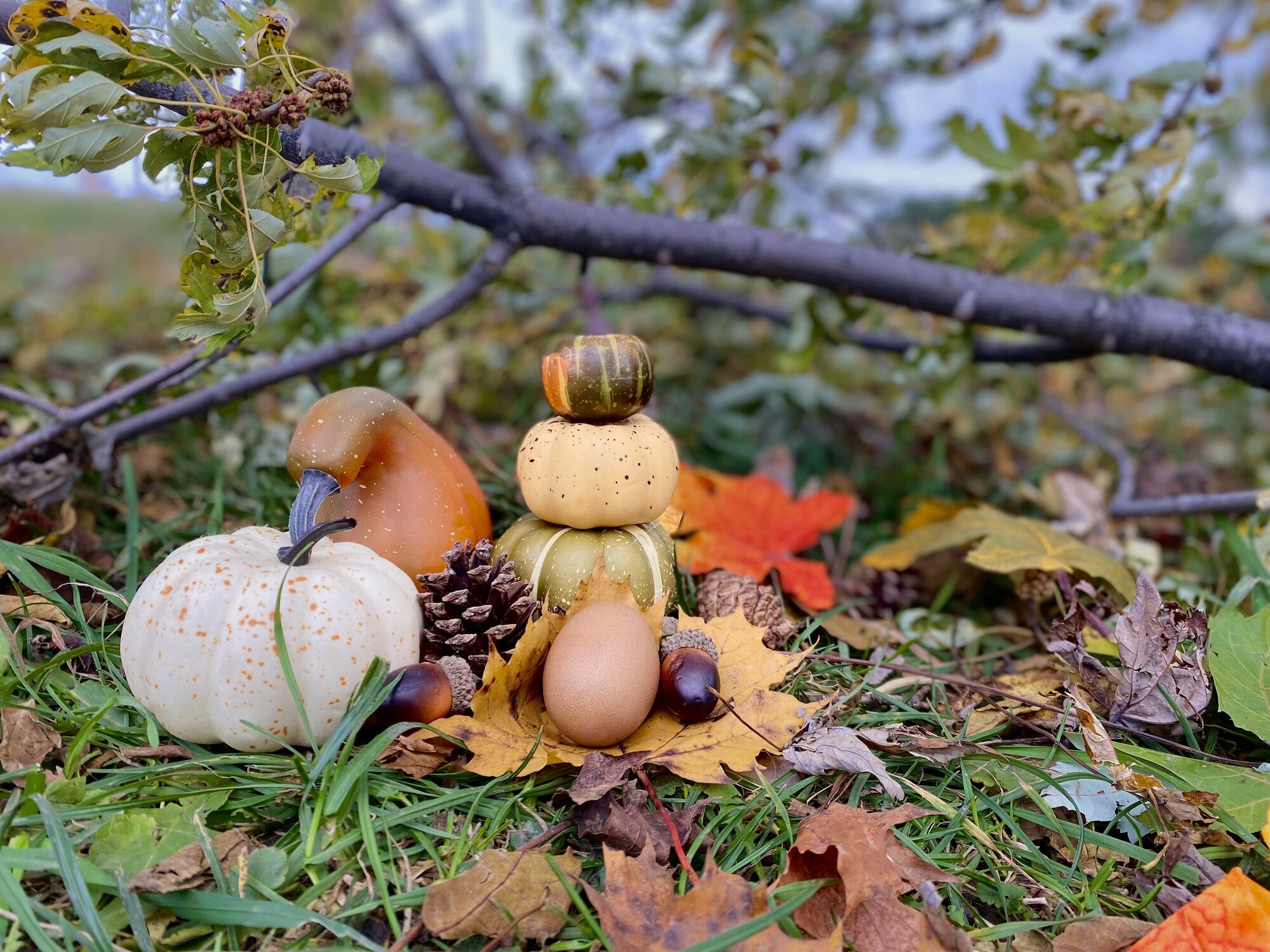 Natural Egg Photo Contest 48.jpg