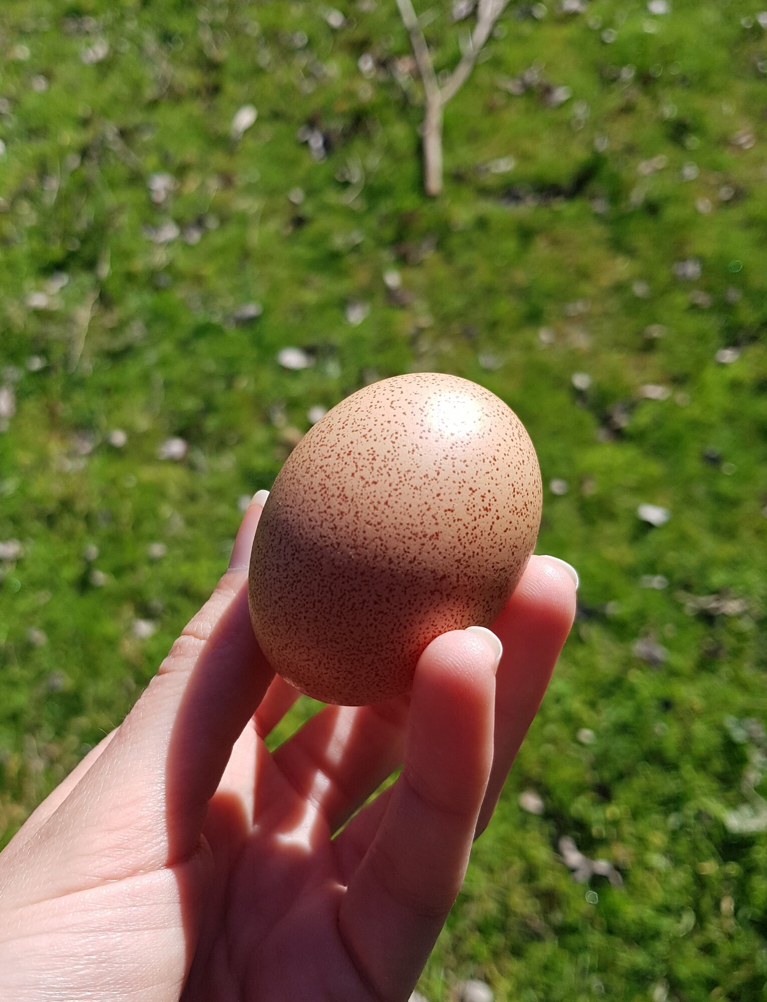 Natural Egg Photo Contest 49.jpg