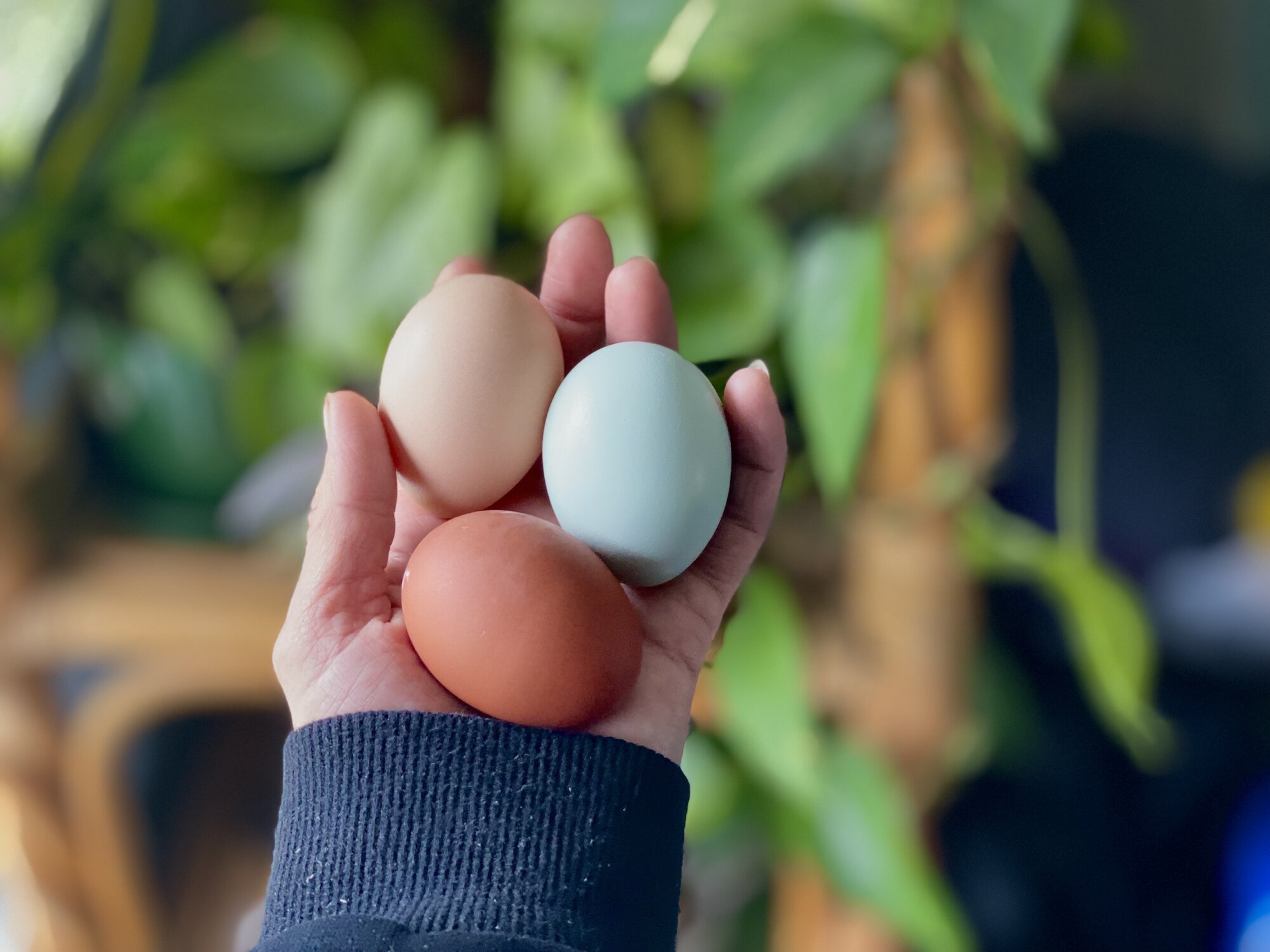 Natural Egg Photo Contest 50.jpg