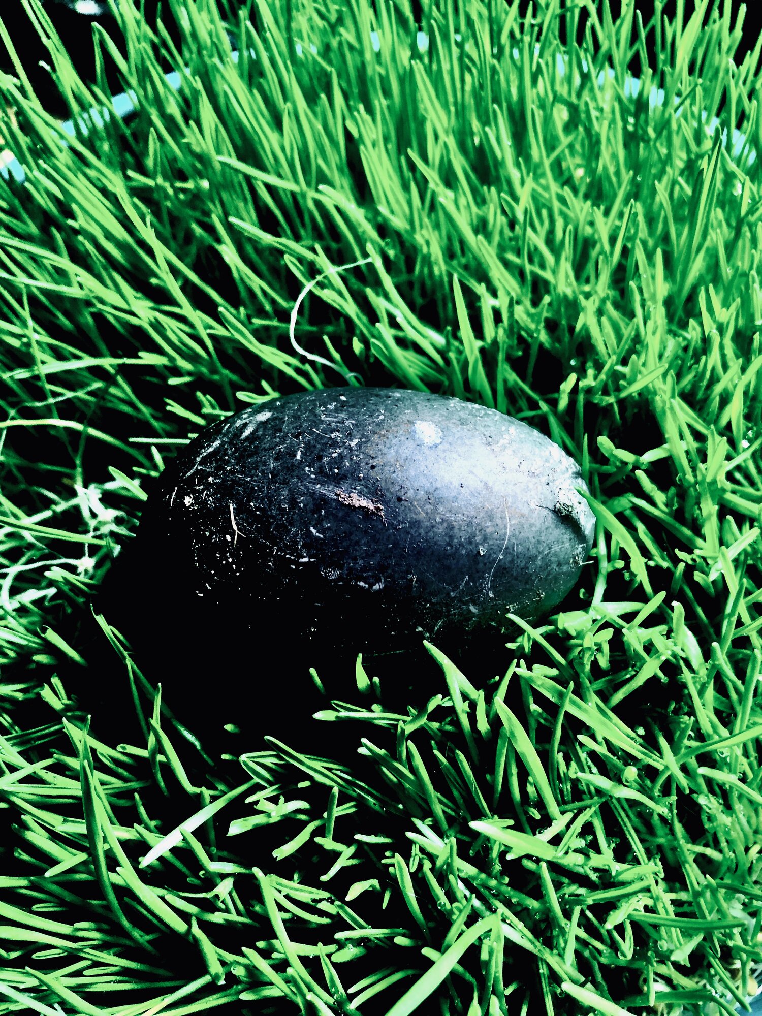 Natural Egg Photo Contest 53.jpg