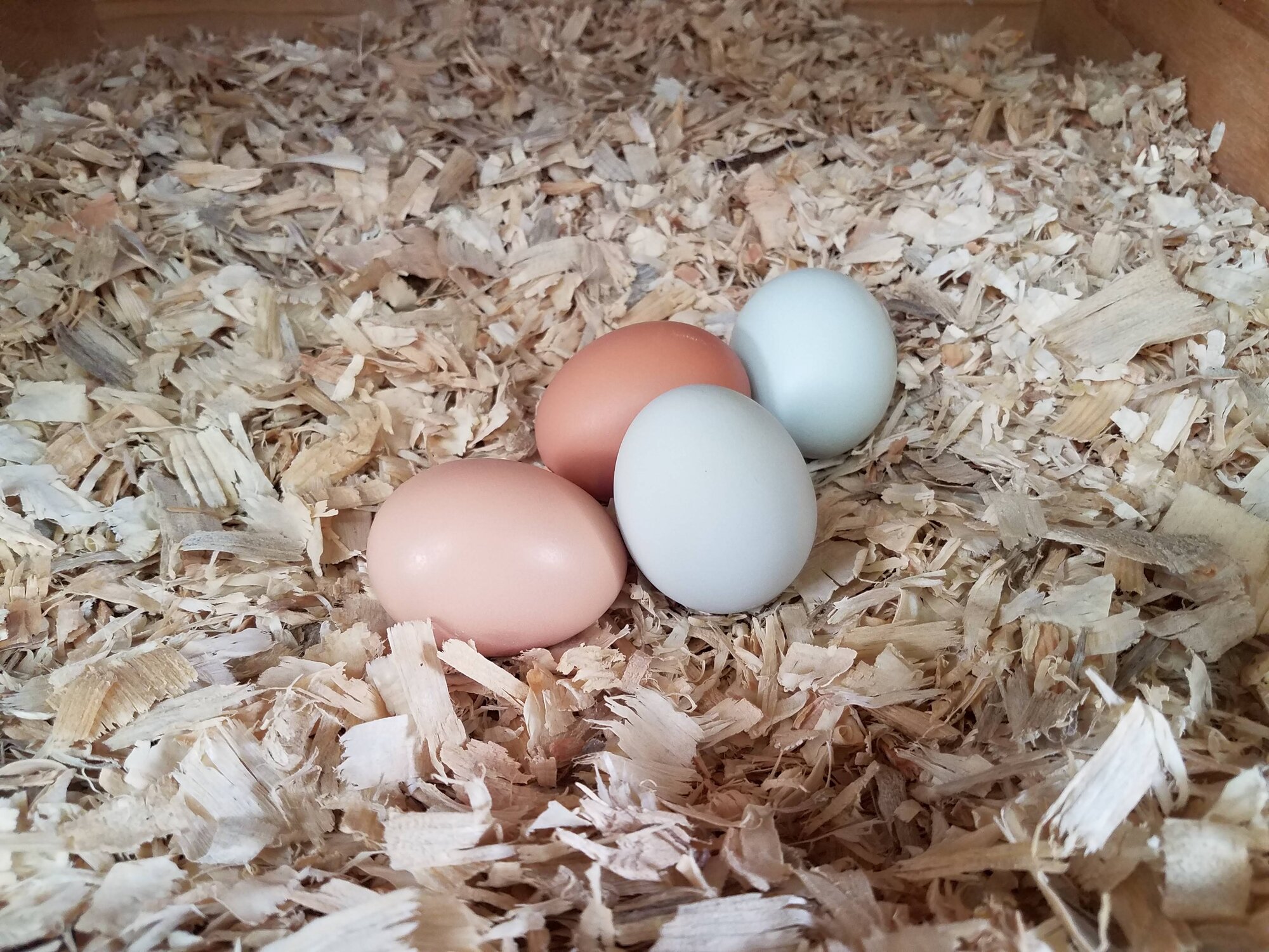 Natural Egg Photo Contest 54.jpg