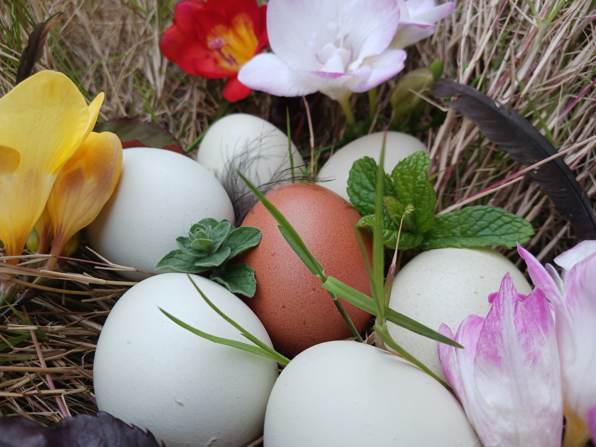 Natural Egg Photo Contest 56.jpg