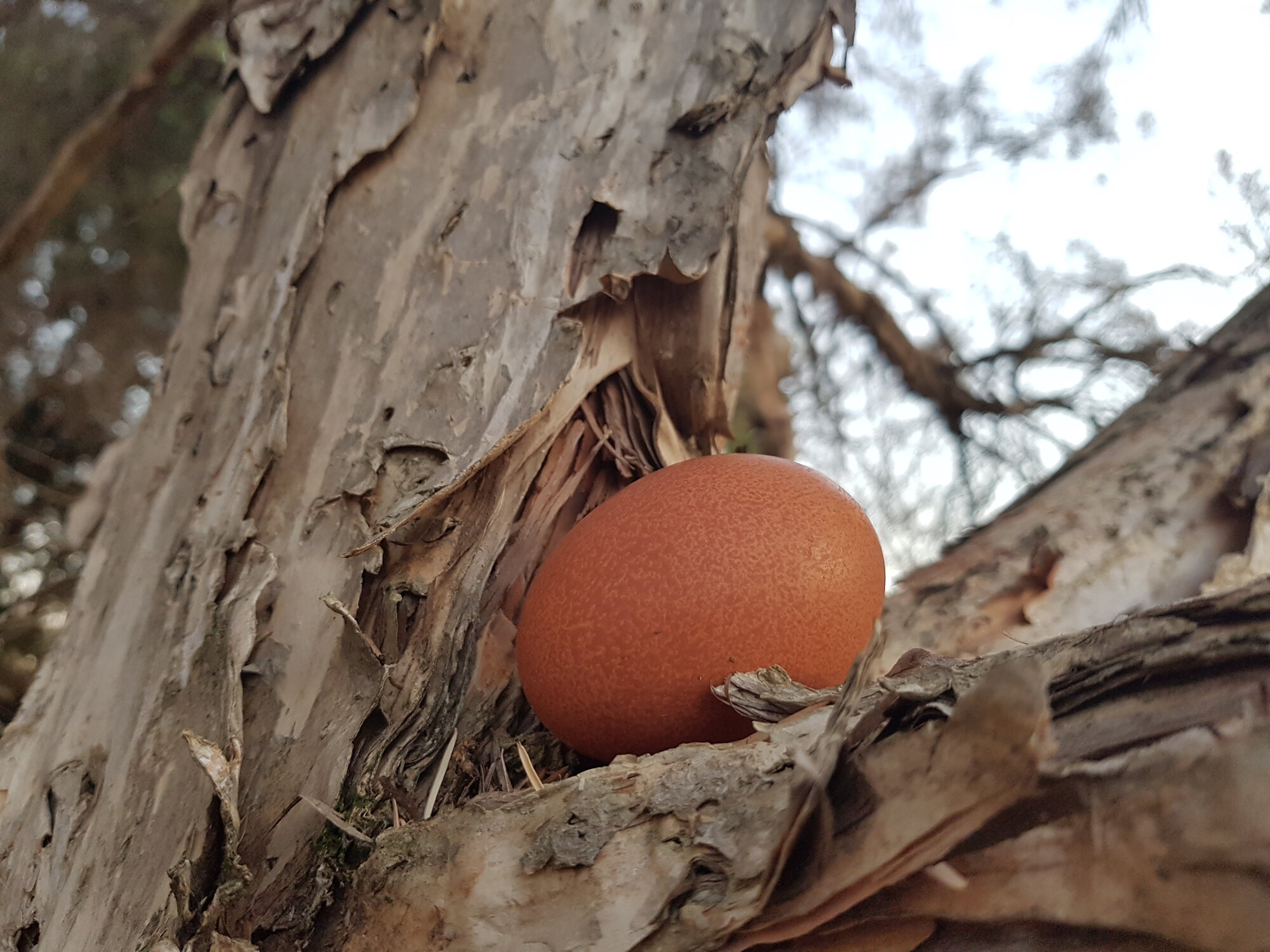 Natural Egg Photo Contest 59.jpg
