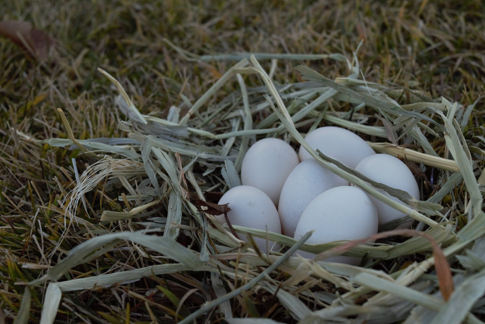 Natural Egg Photo Contest 6.jpg